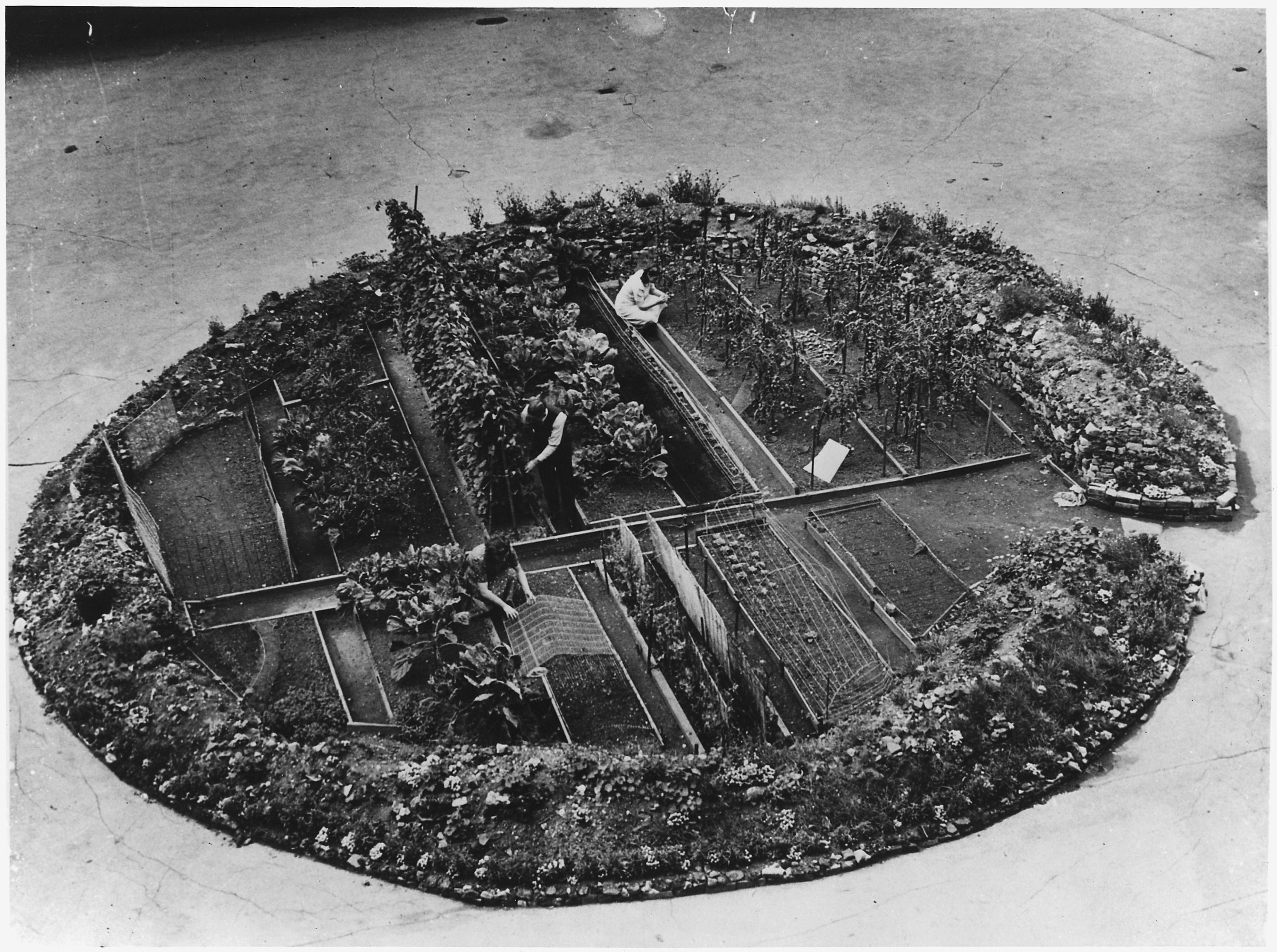 lossy-page1-3000px-victory gardens where the nazi-s sowed death- a londoner and his wife have sown life-giving vegetables i