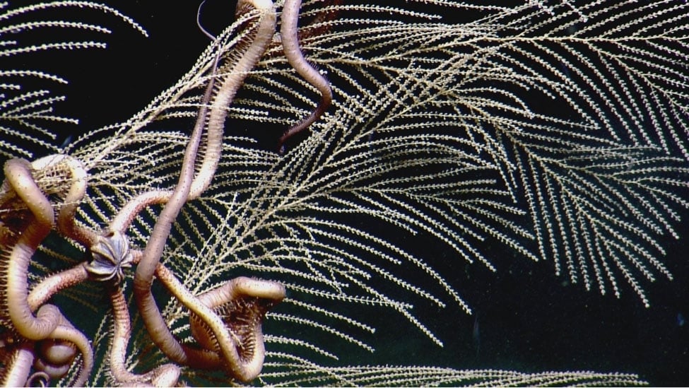 Close-up of a brittle star clinging to a deepwater Callogorgia octocoral in the Gulf of Mexico. (credit: Ocean Exploration Trust and ECOGIG