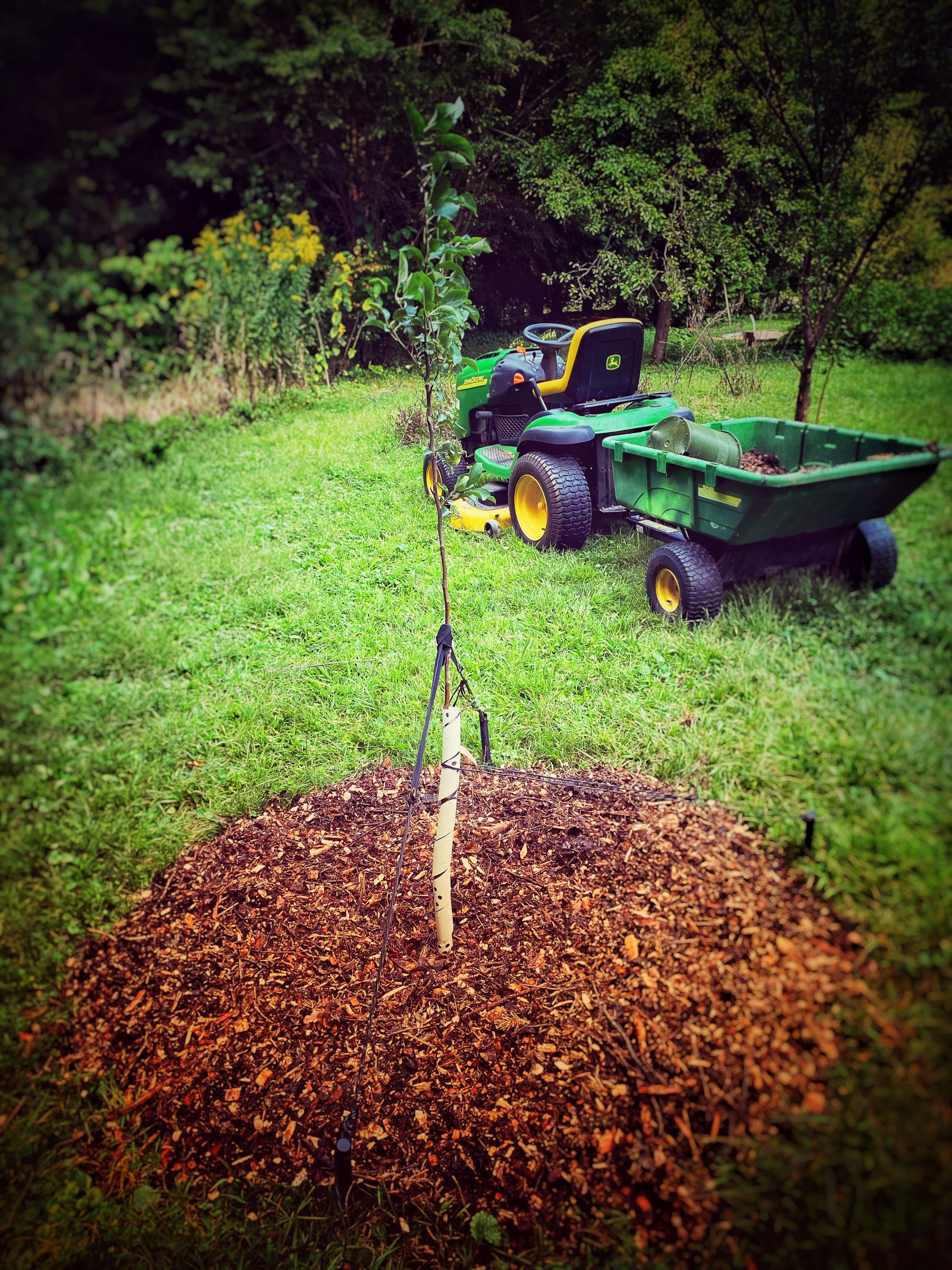 A sapling apple with recently applied wood mulch. A residential mower/tractor is in the background.