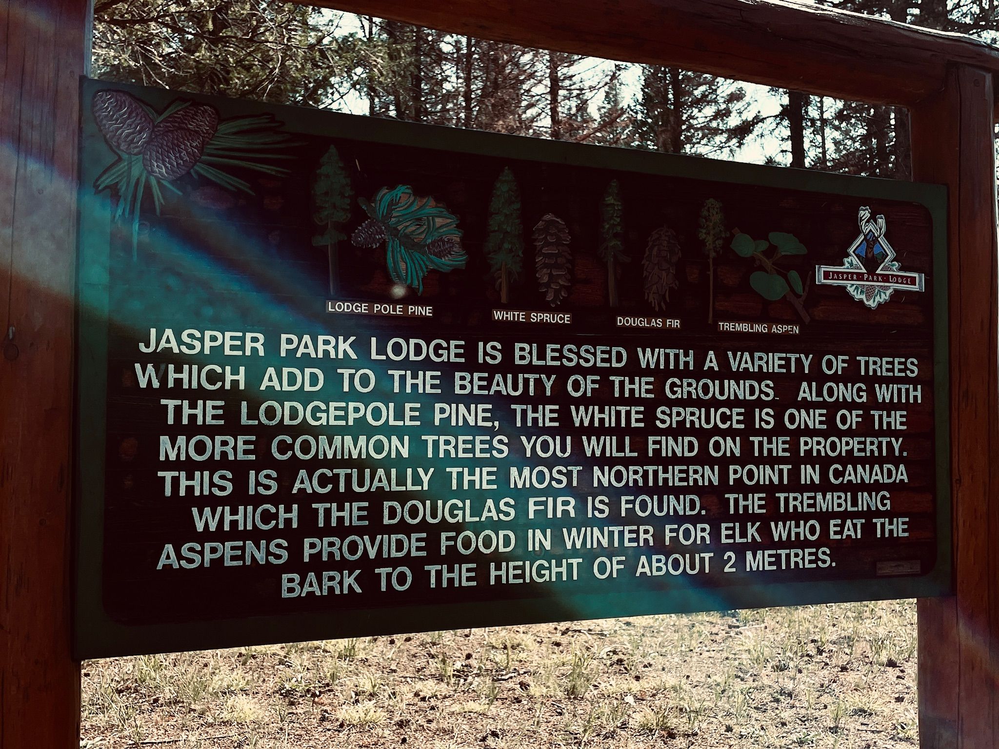JASPER PARK LODGE IS BLESSED WITH A VARIETY OF TREES