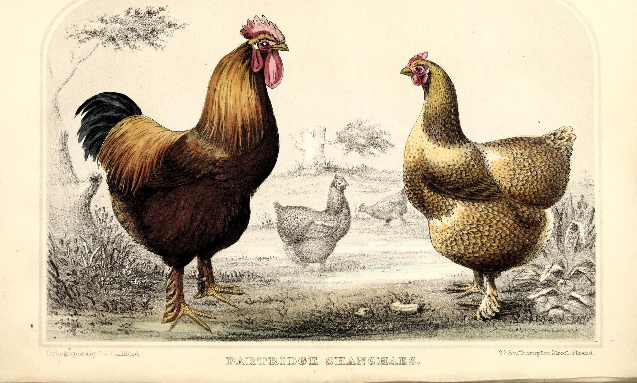 Ferguson’s illustrated series of rare and prize poultry, von Biodiversity Heritage Library