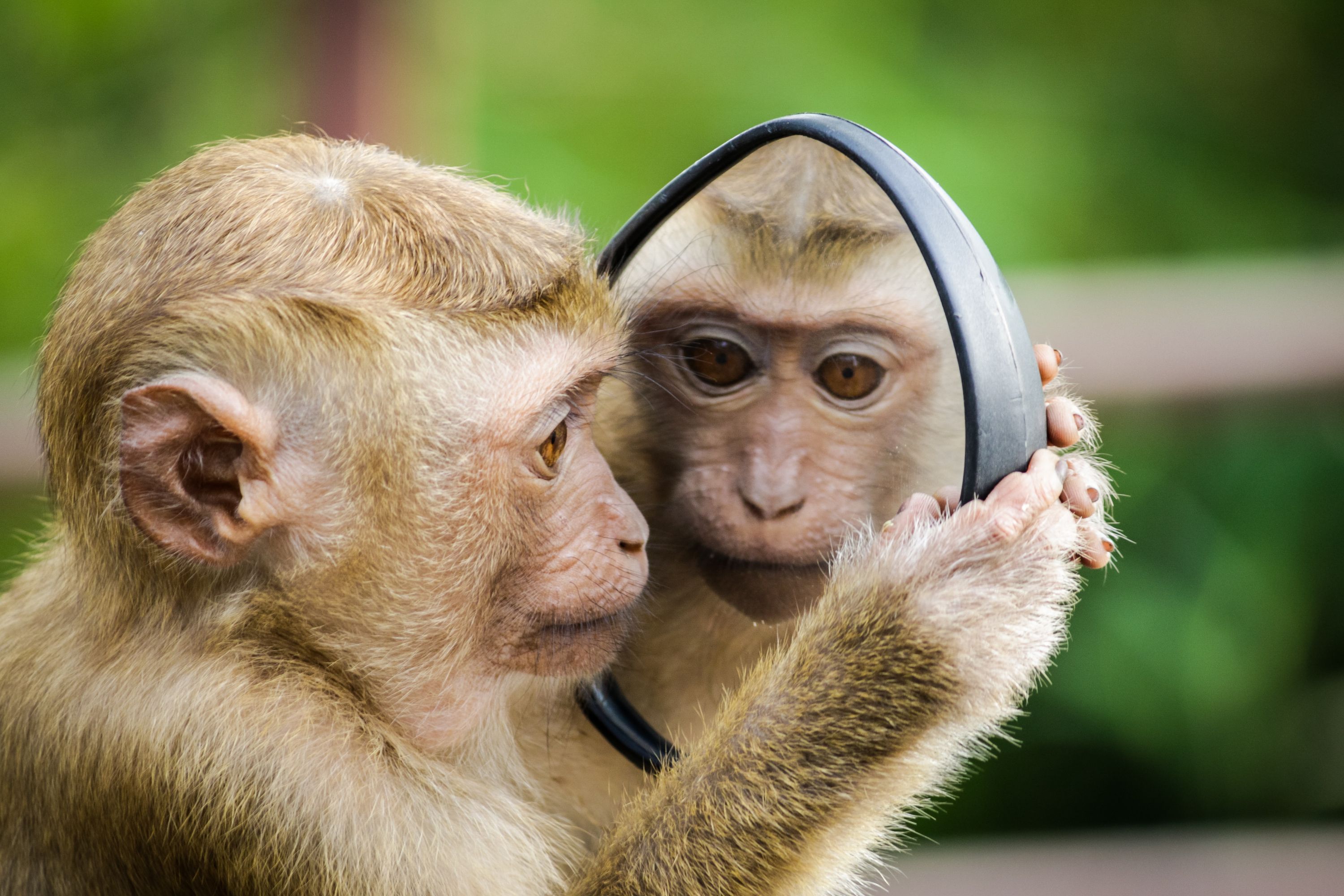 Monkey looking in mirror