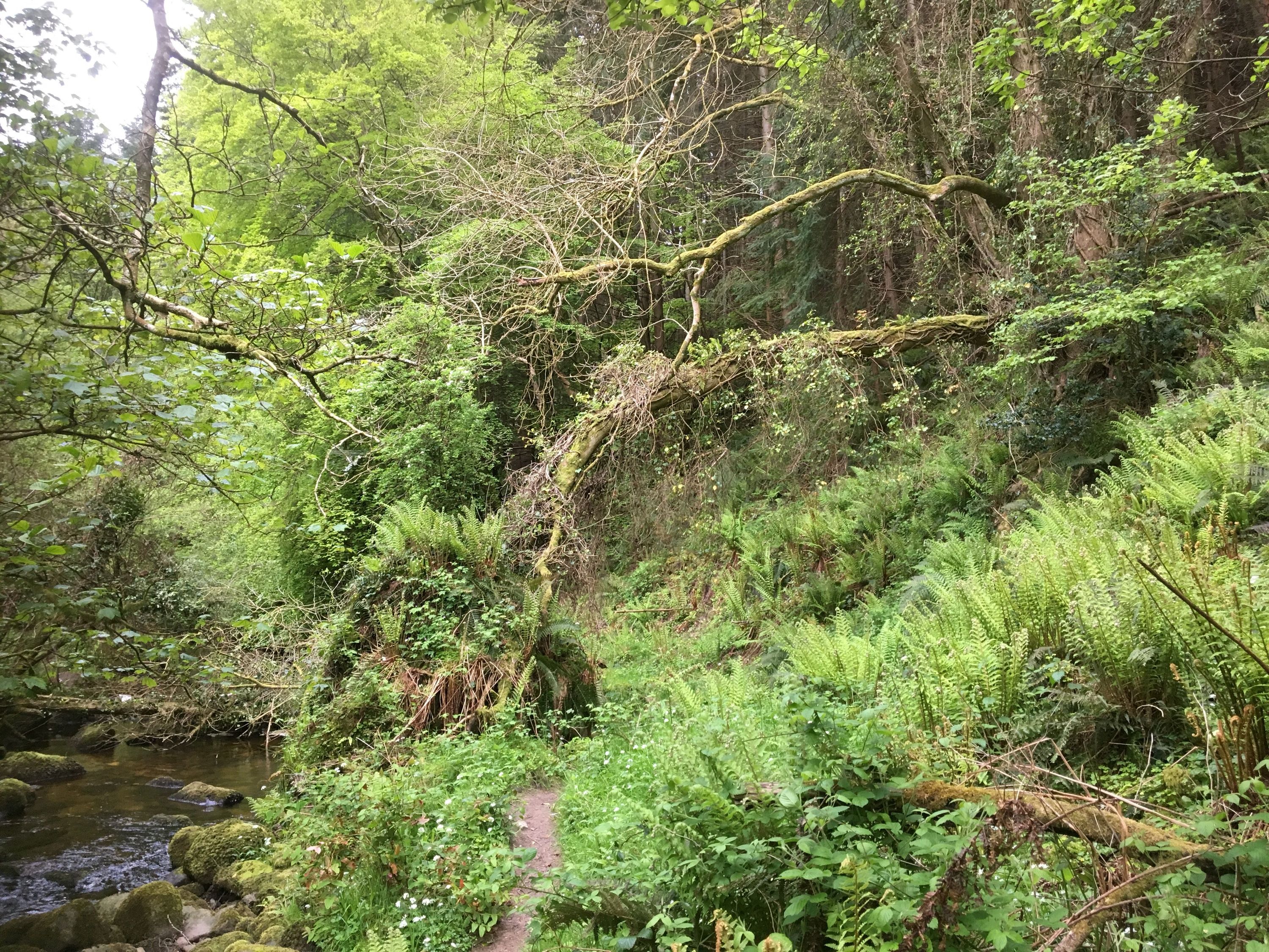 image from ios(1)