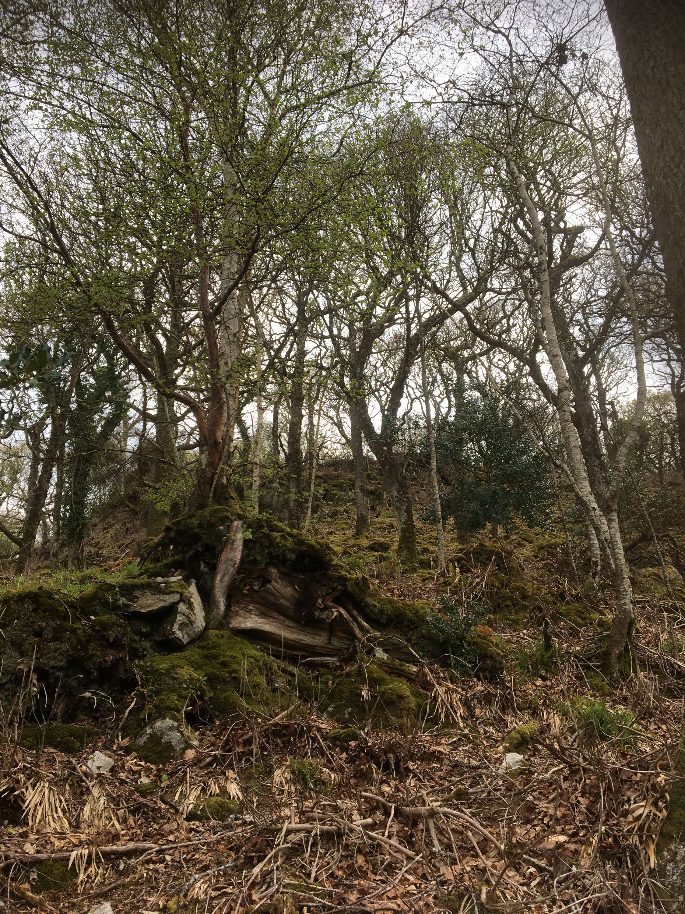 photo 13-04-2019, 11 15 45