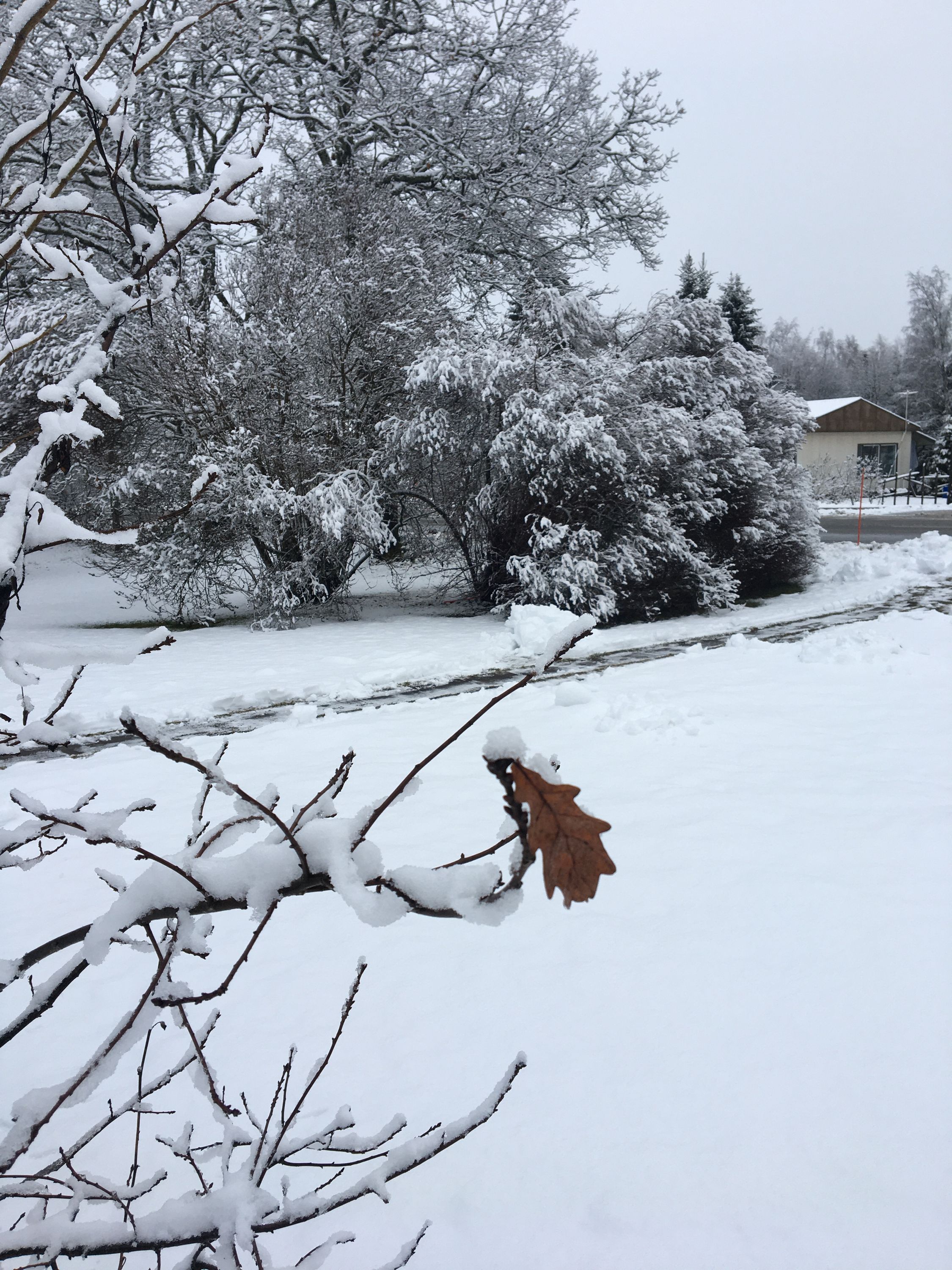 photo 25-12-2019, 11 13 55