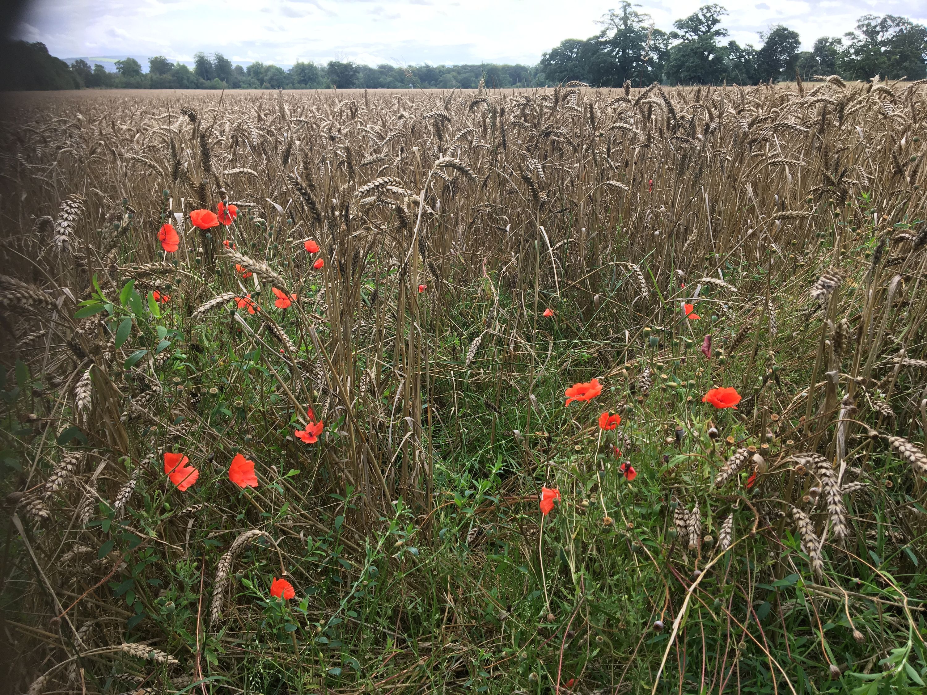 photo 17-08-2019, 14 26 35