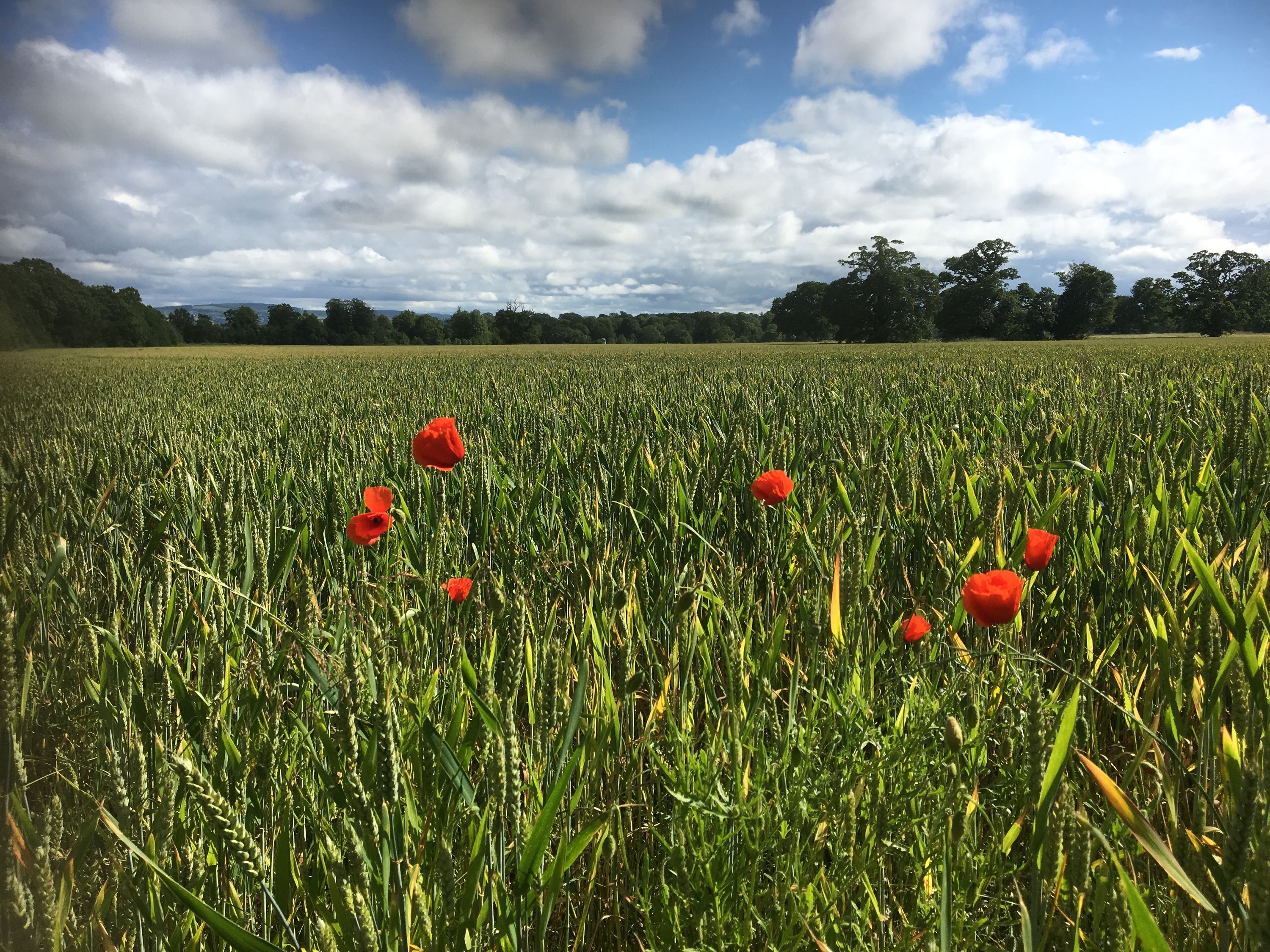 photo 30-06-2019, 16 59 21
