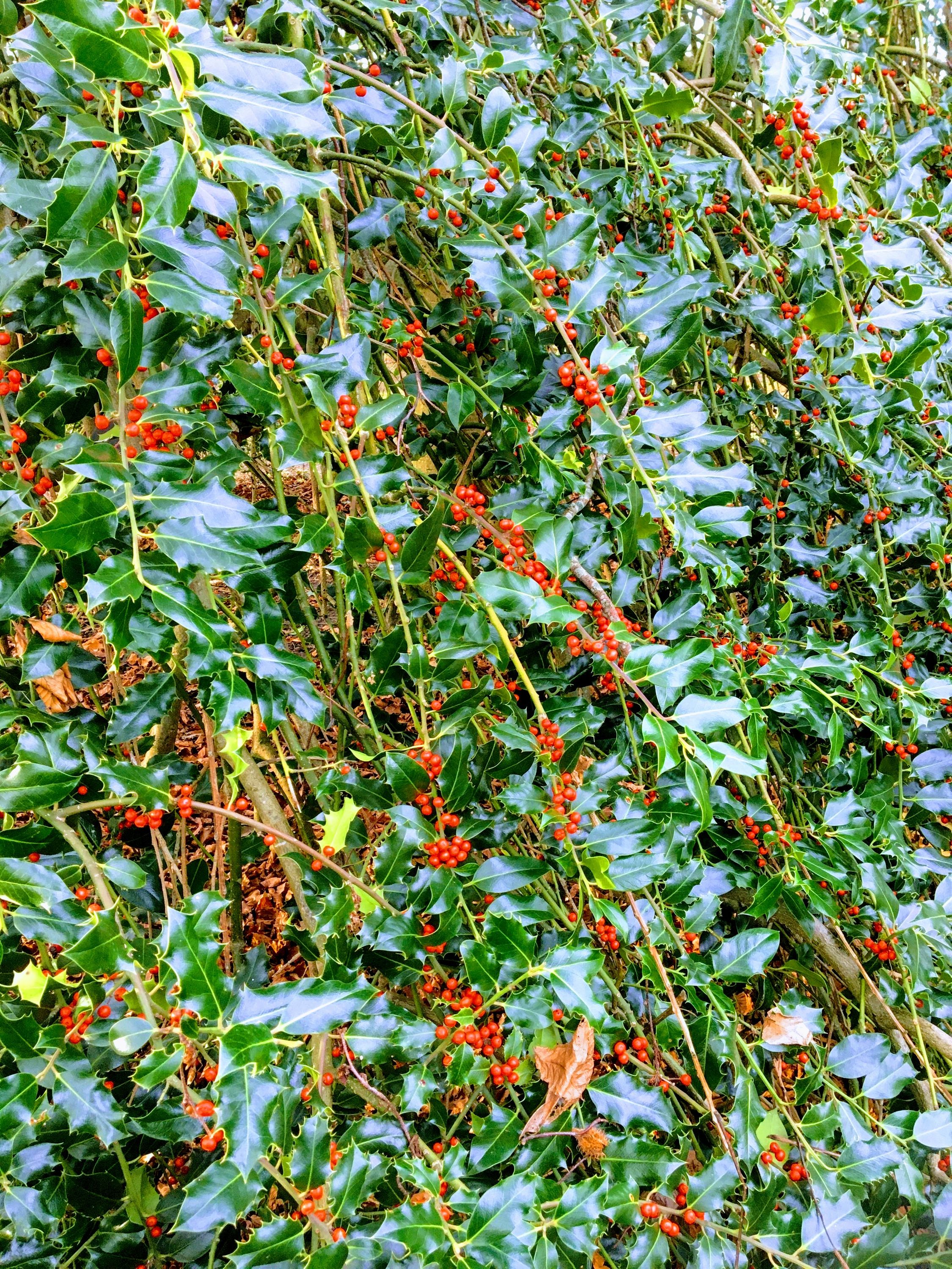 photo 07-12-2019, 14 23 36