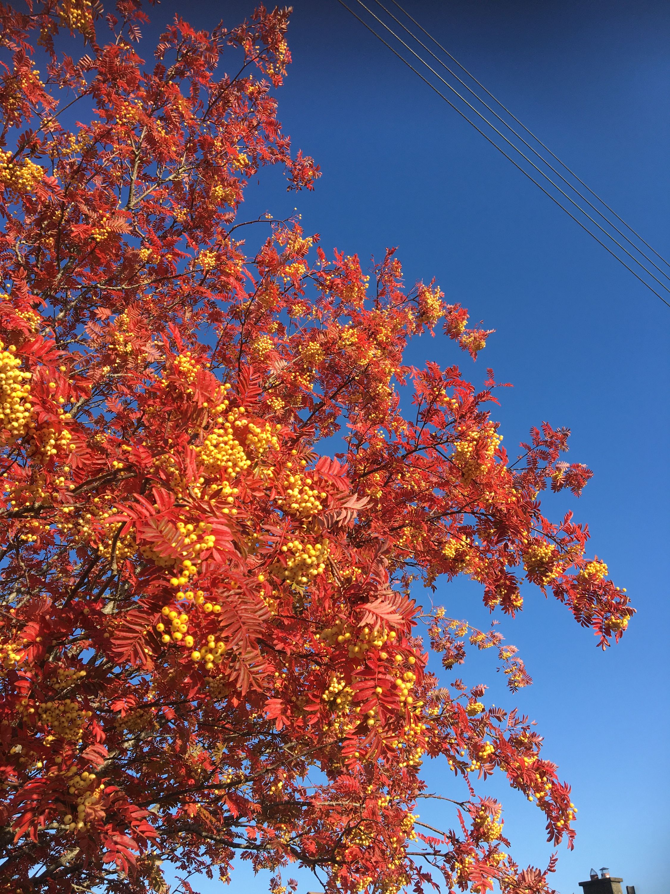 photo 27-10-2019, 10 14 05