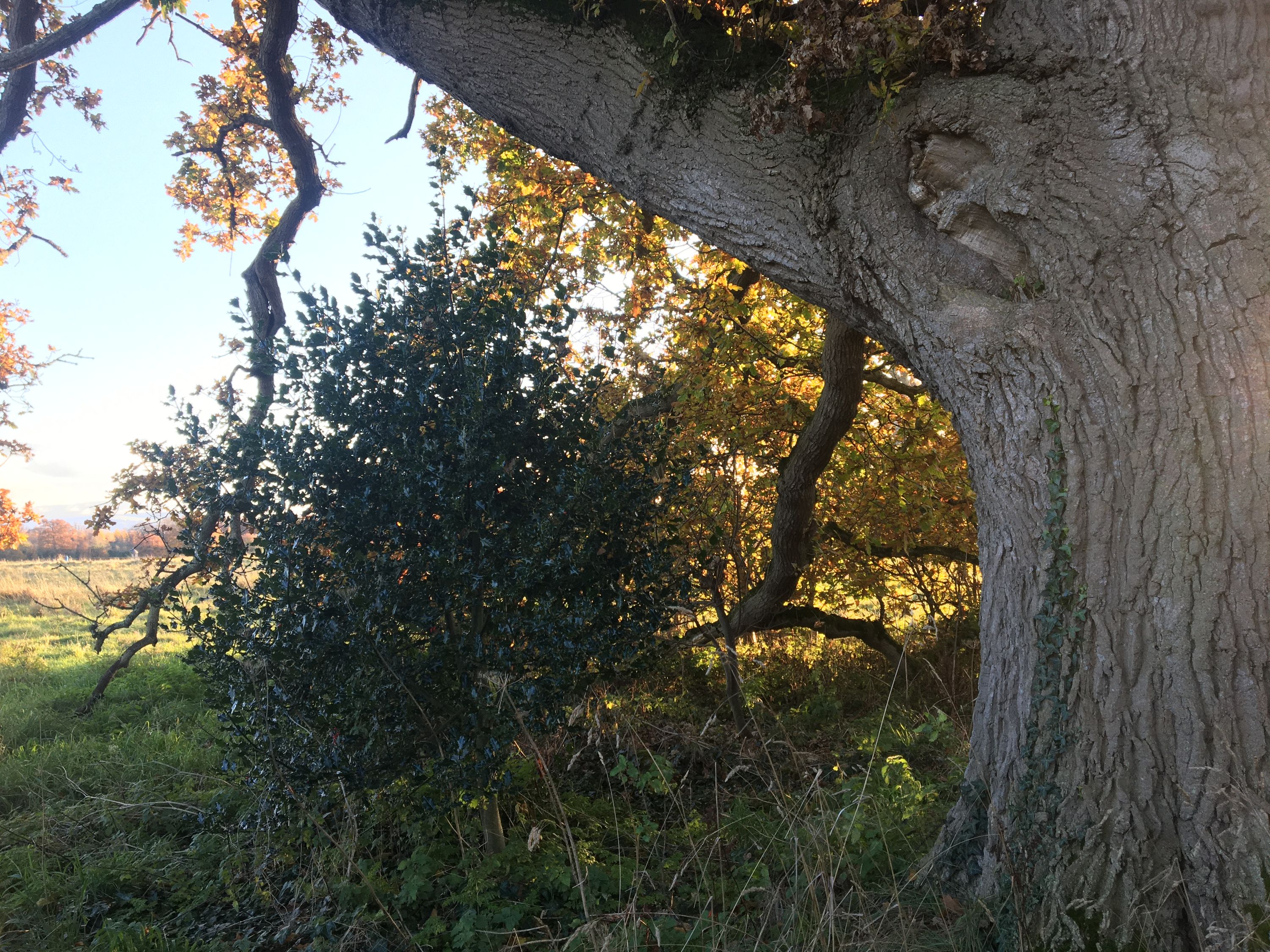 photo 17-11-2019, 15 23 58