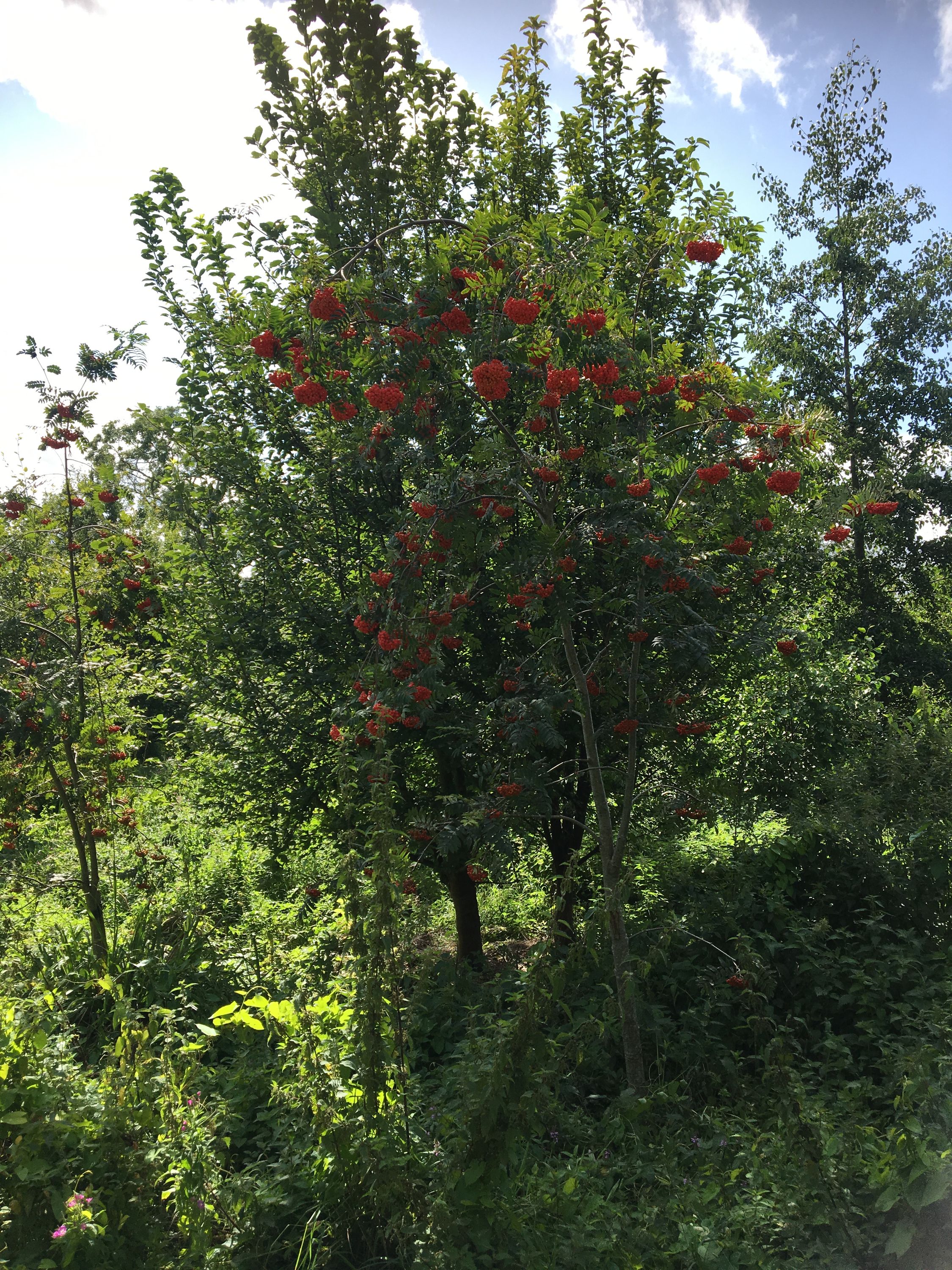 photo 17-08-2019, 14 39 45