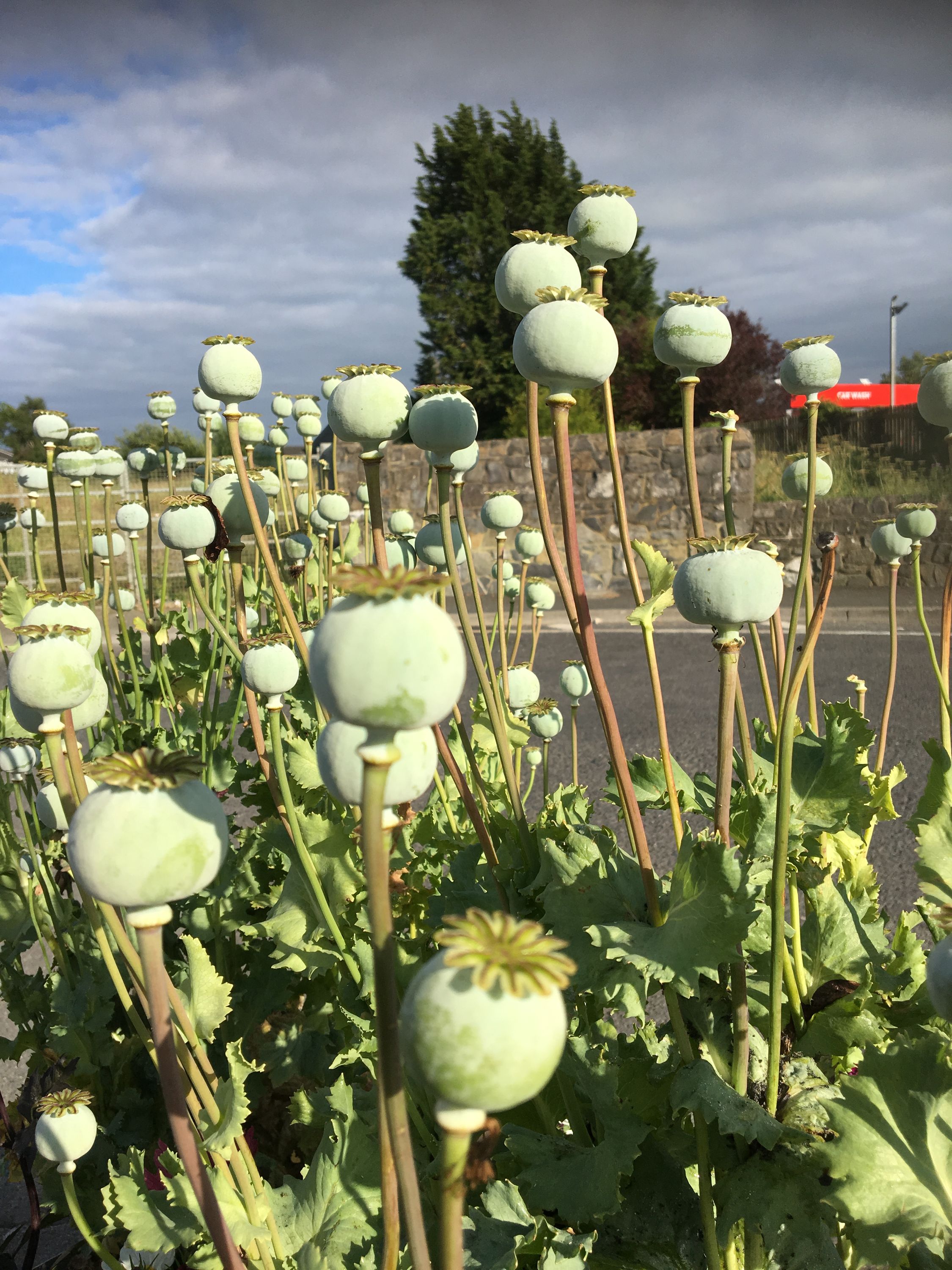 photo 05-07-2019, 18 48 58