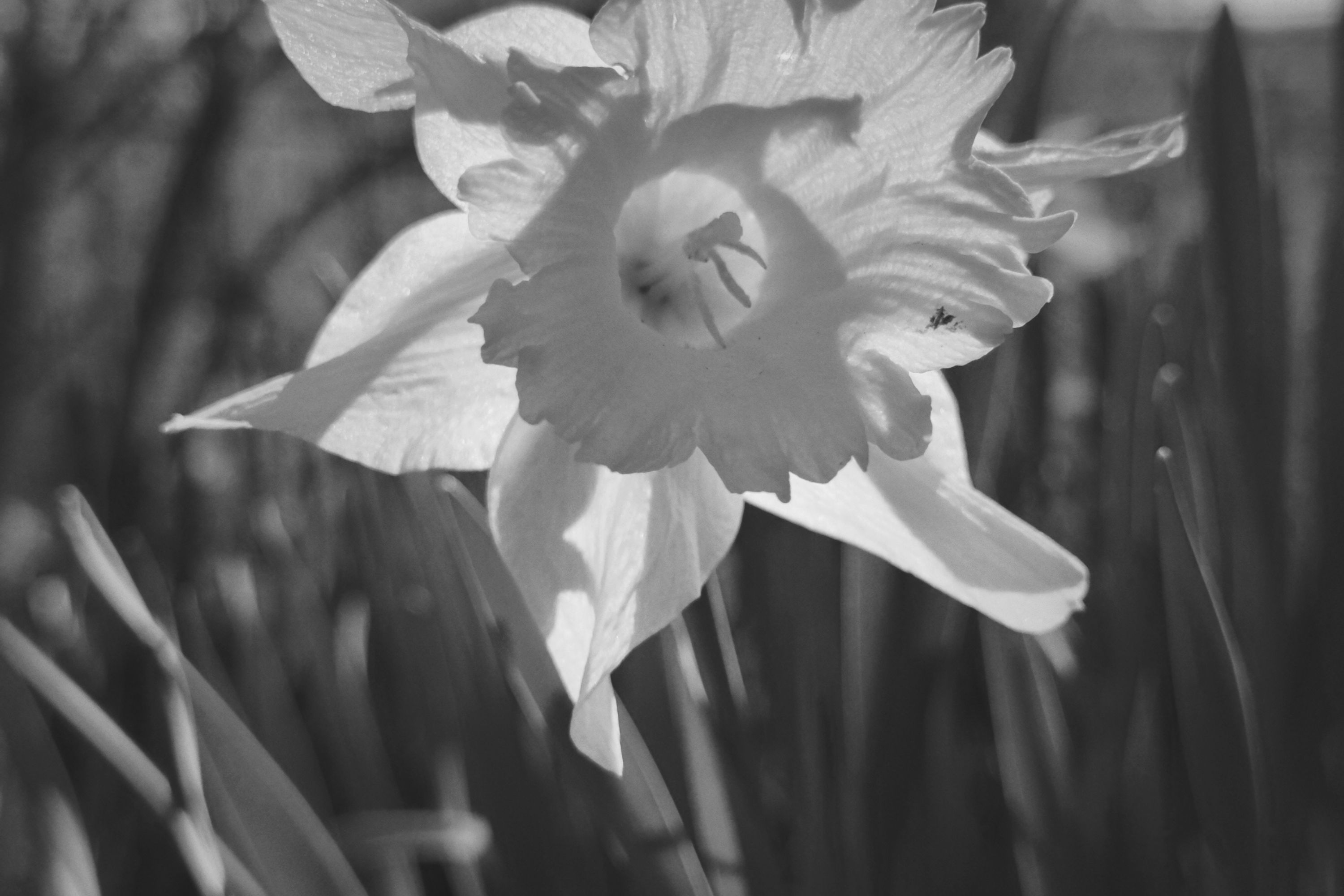 sunlit daffodil
