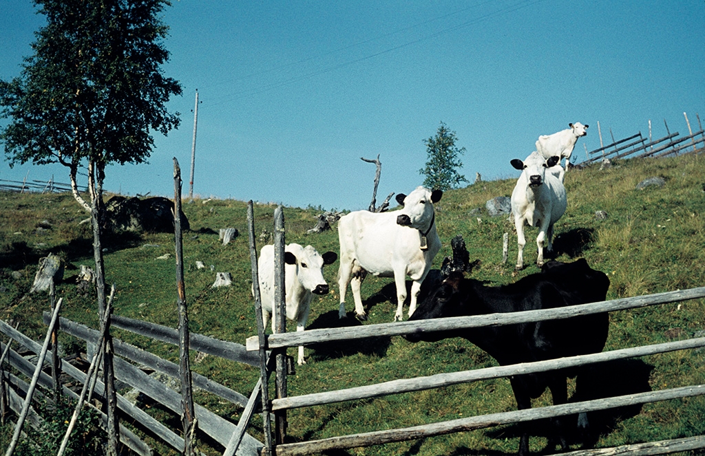 mountain cattle