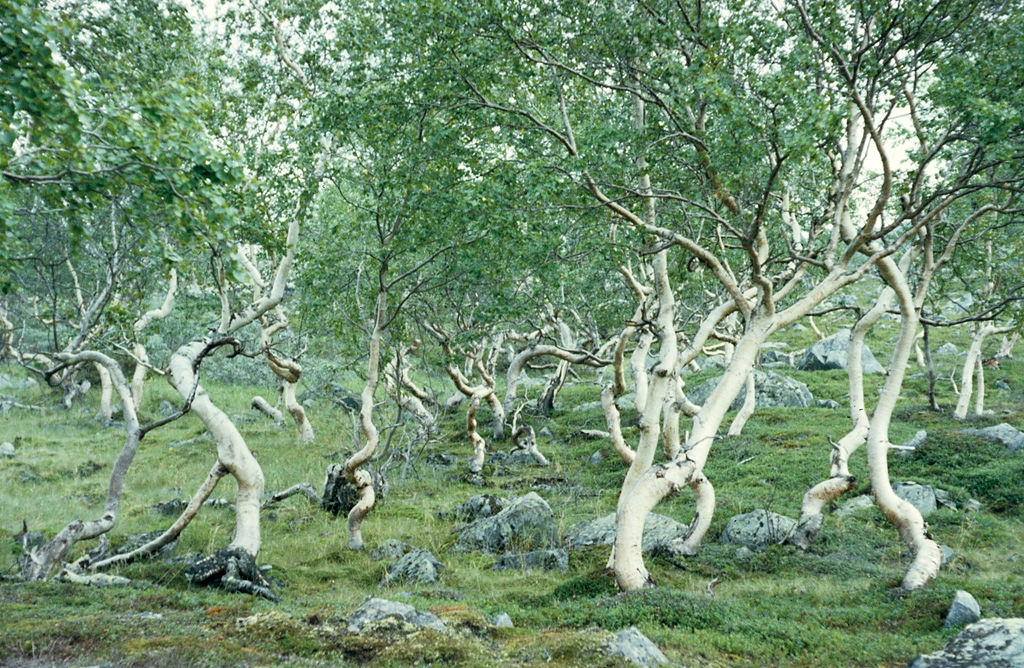 mountain birches