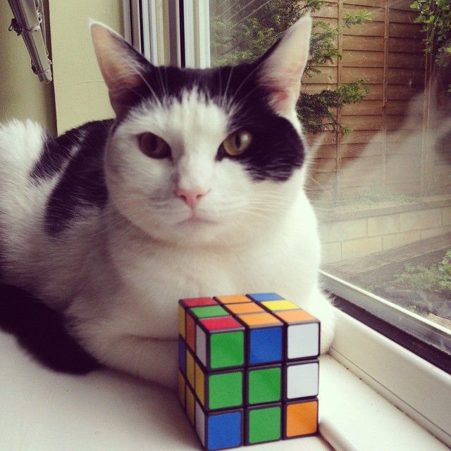 rubik s cat  cat  cube 49002473577 o