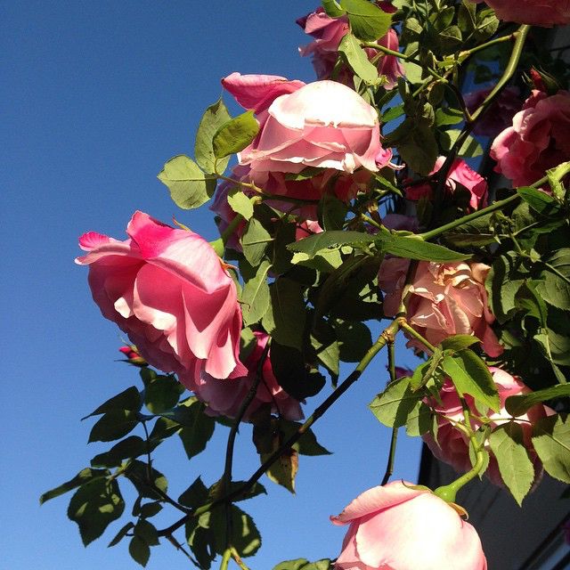 our climbing rose in the evening sun 49002473612 o