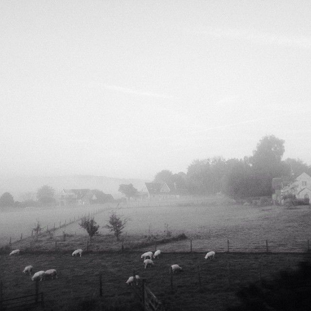 foggy morning 49002488037 o