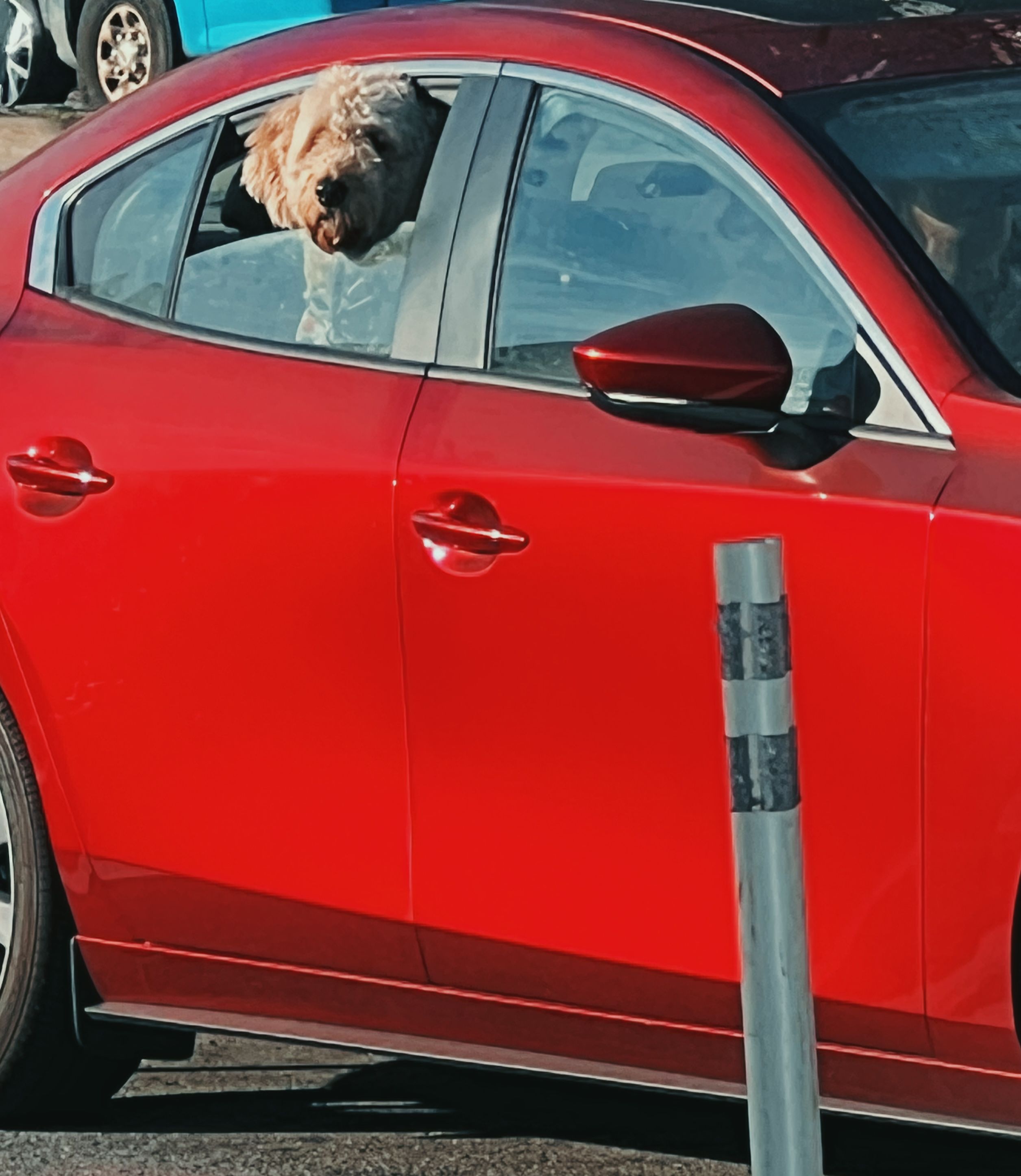 Woof on Embarcadero