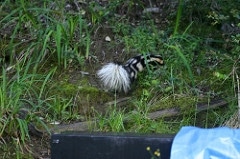 releasing the spotted skunk