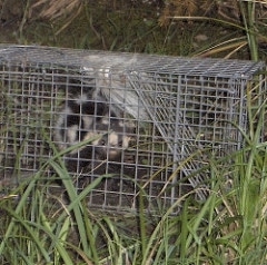 Spotted Skunk in trap