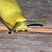 banana slug on our redwood deck