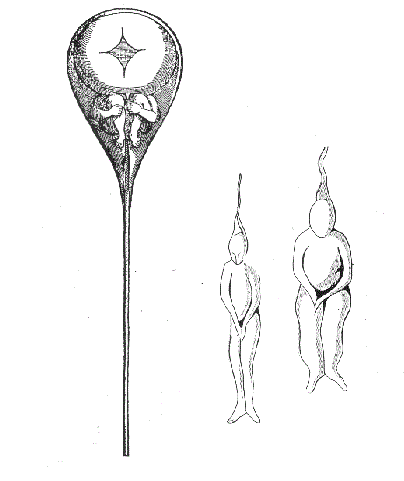Homunculus