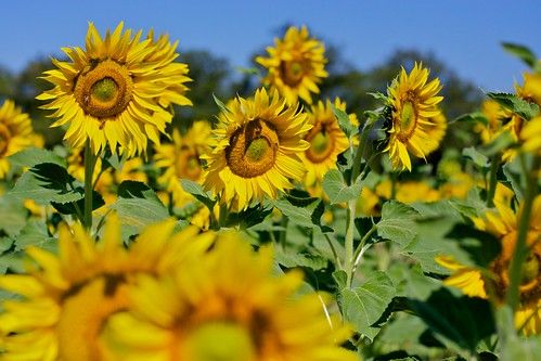 Sunflowers at La Cerqua