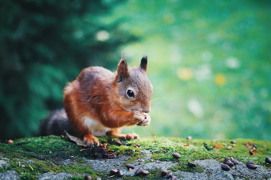 ../_attachments/News - Squirrel News/2025-07-27-1024-img-News - Squirrel News.jpg