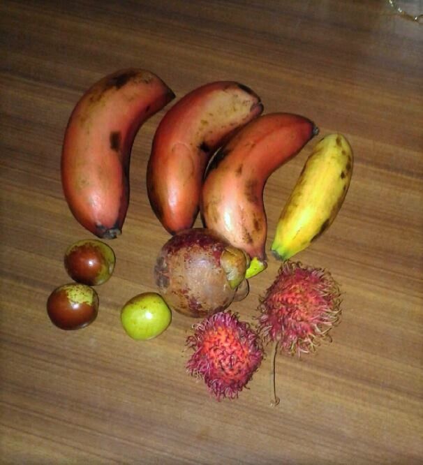 motleyfruit