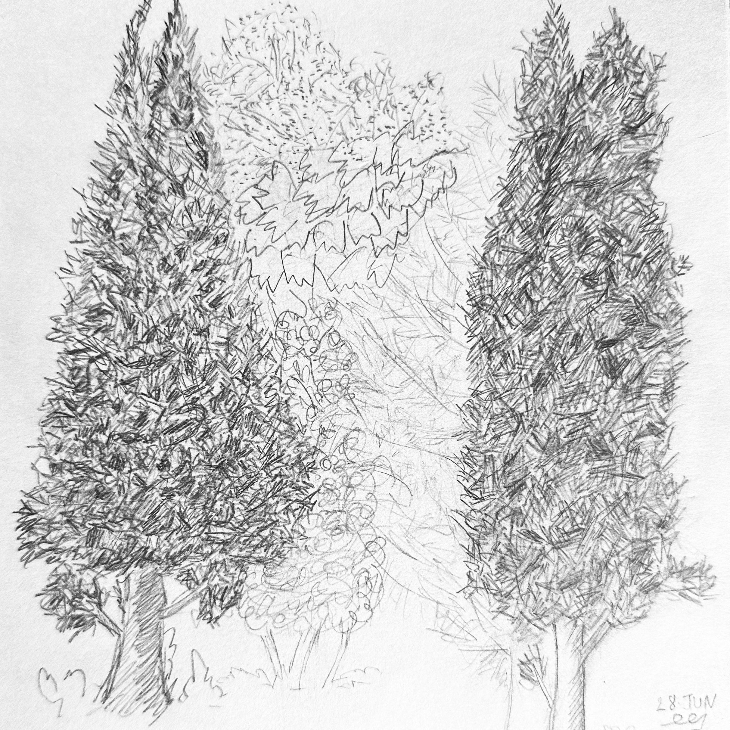 A sketch of evergreen trees