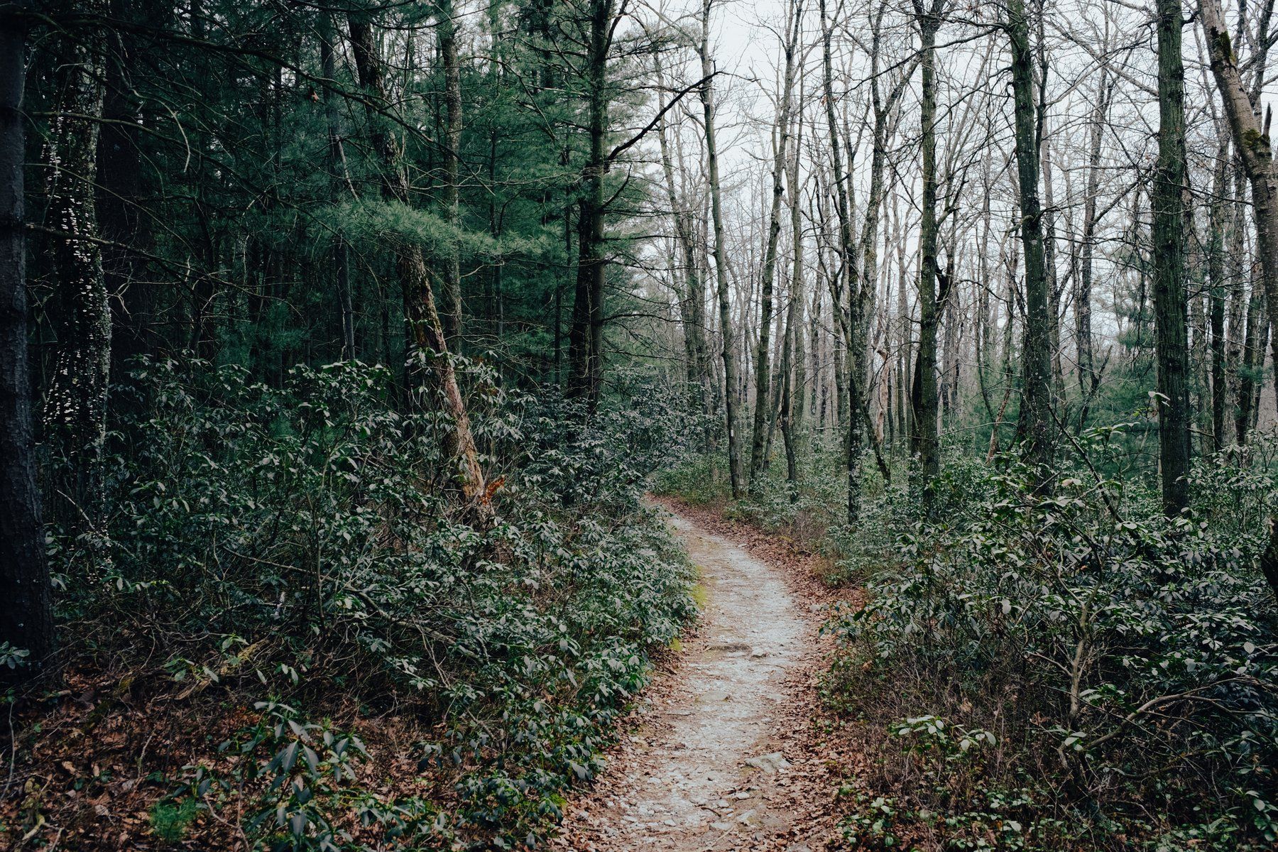 Appalachian Trail, Michaux State Forest, Pennsylvania, 2022