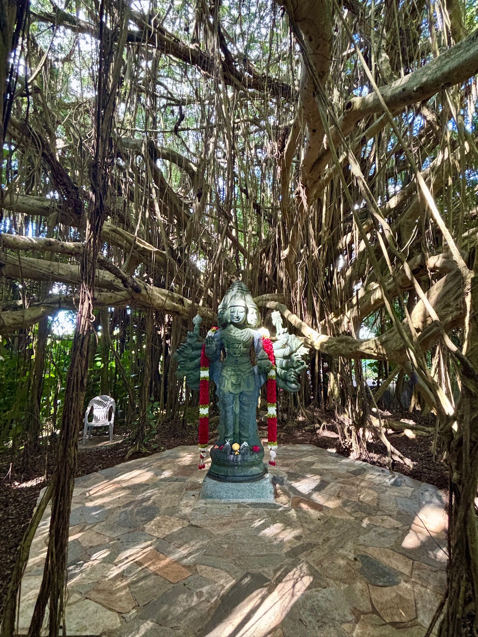 Brahma Murti in a Mangrove tree
