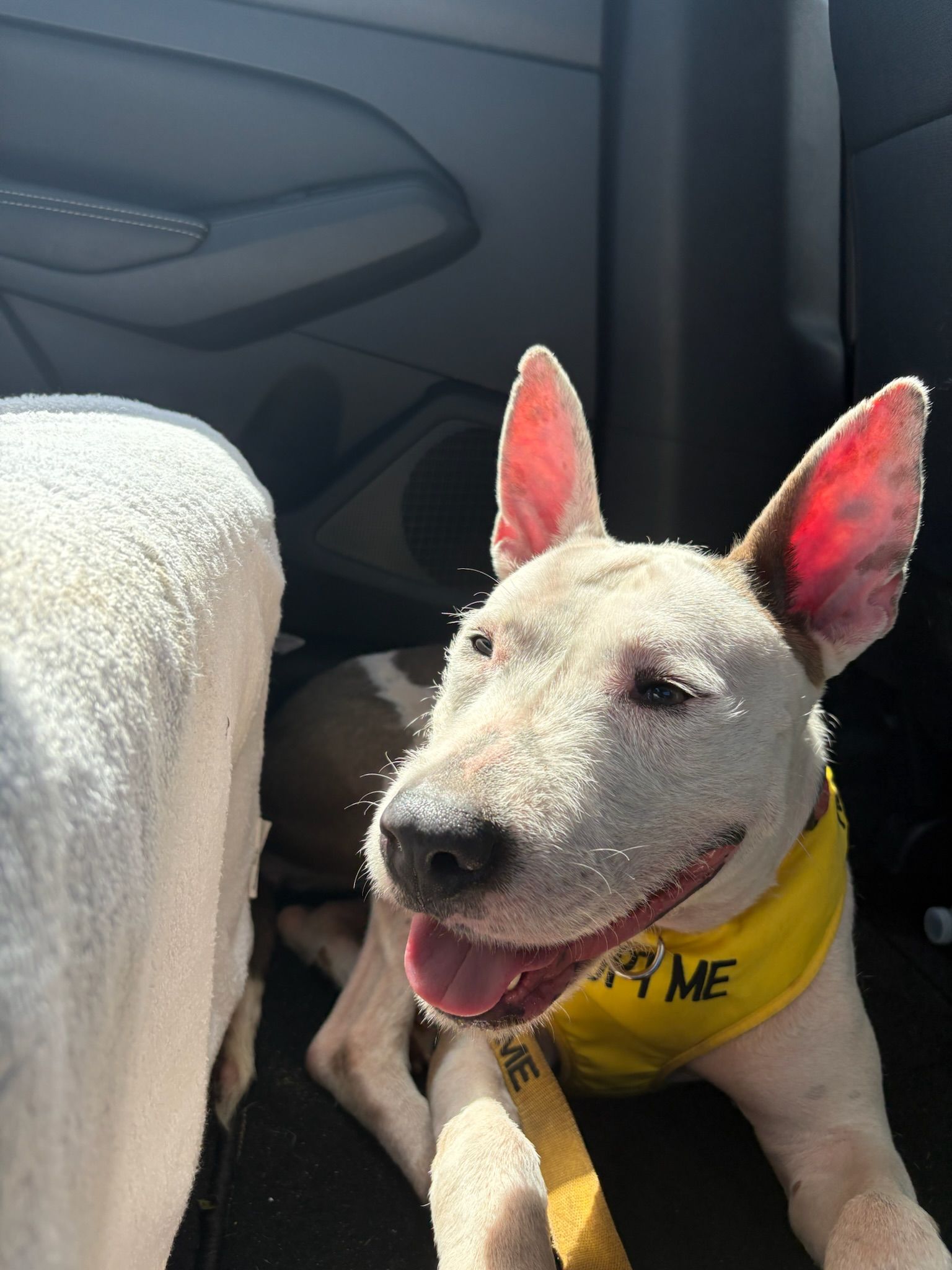Princess the Doggo