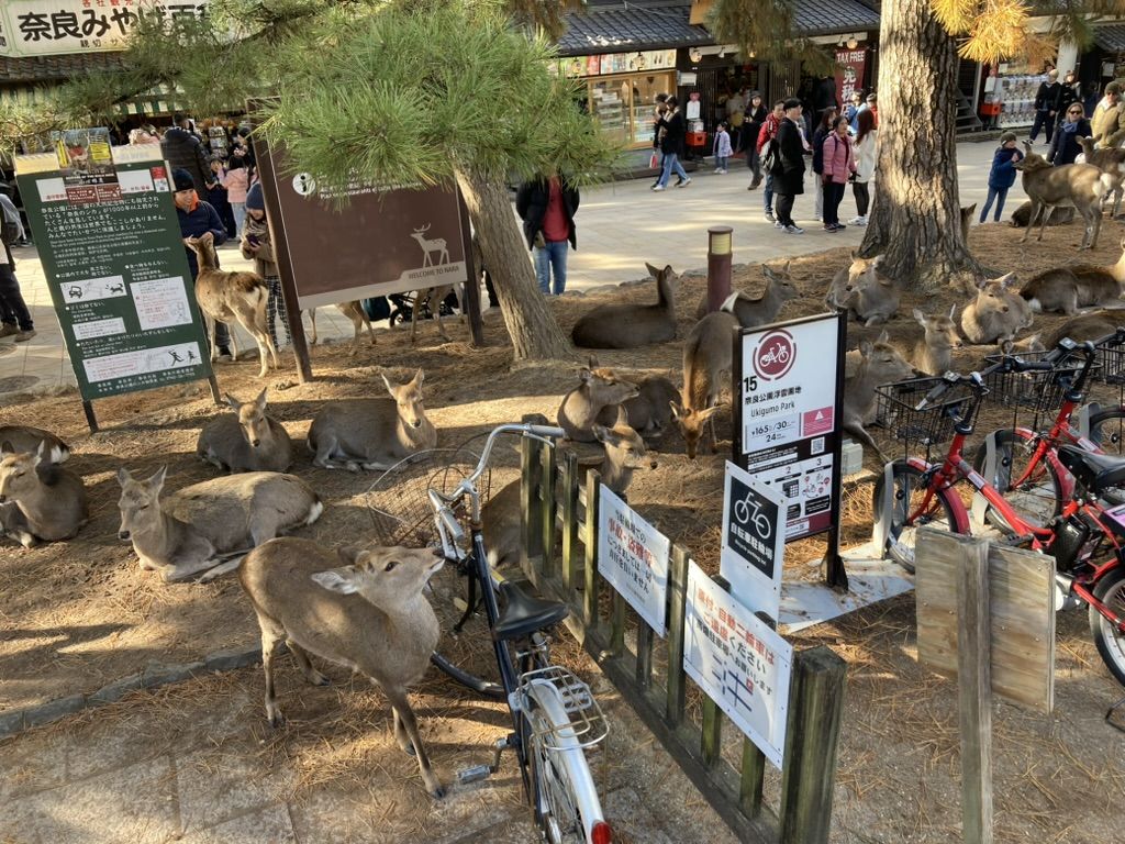 Nara Deer