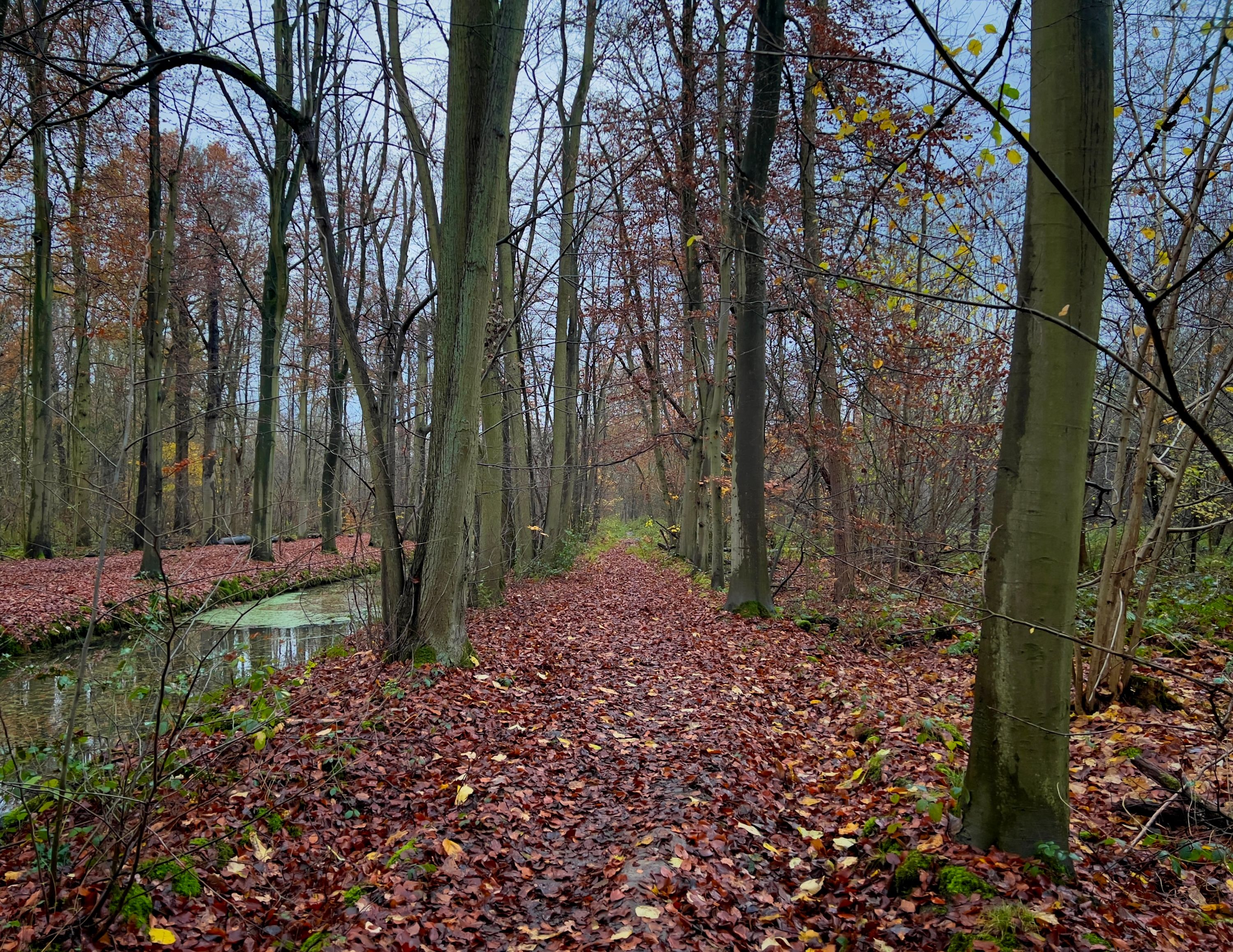 Het bos in!