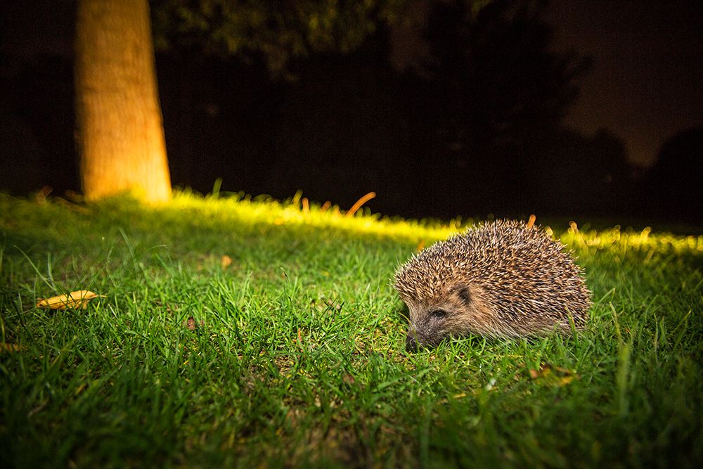 hedgehog