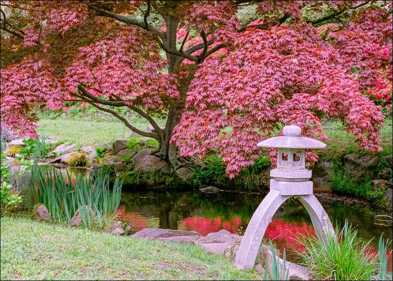 In the Japanese Garden