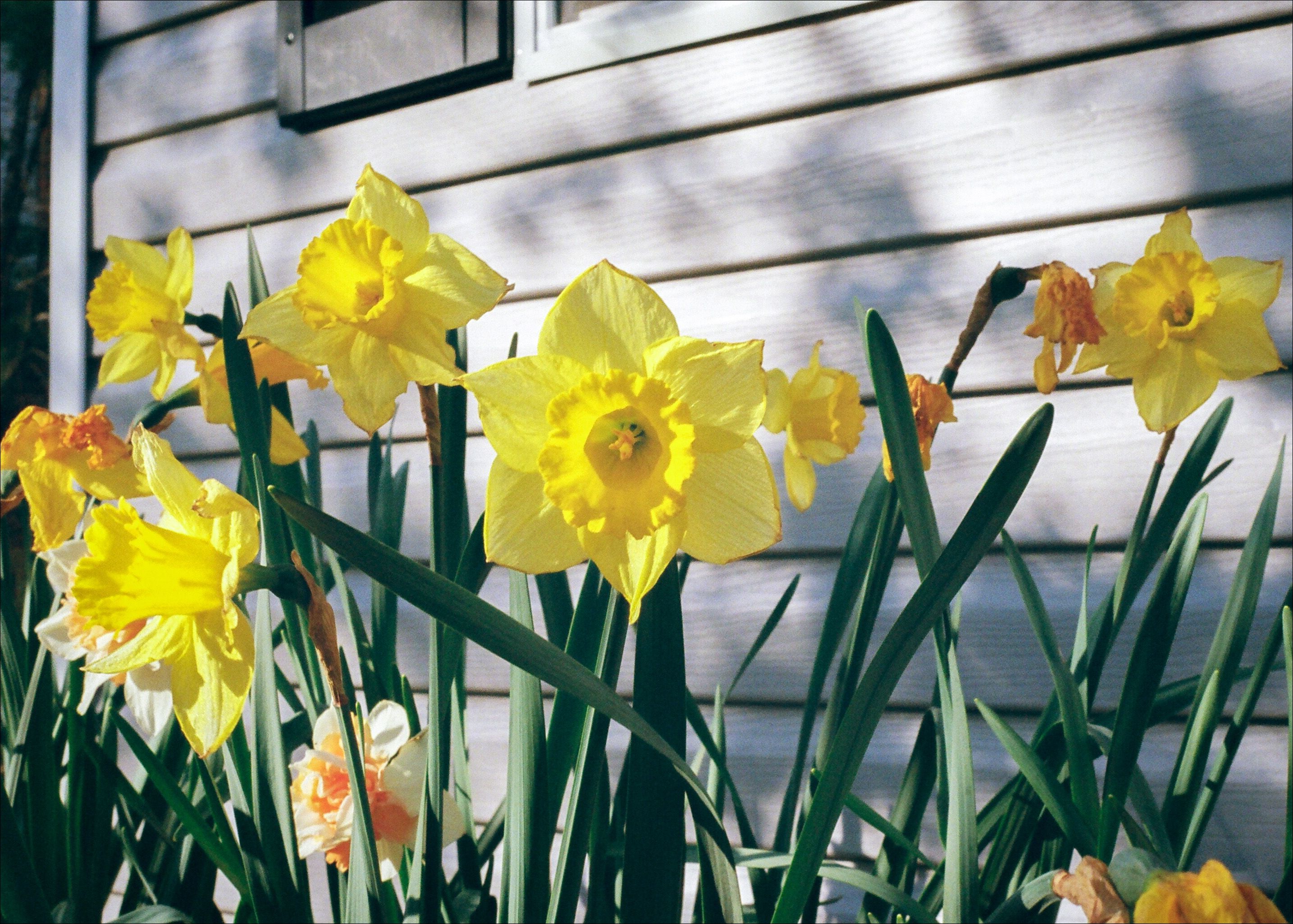 Daffodils