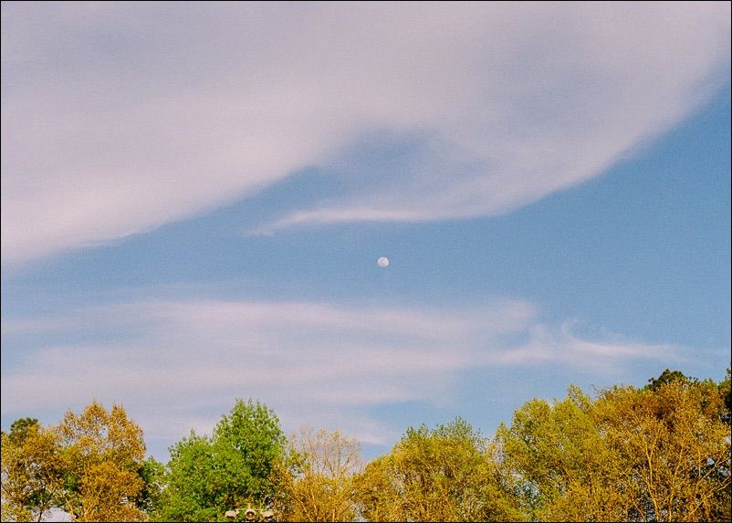 Trees, Moon