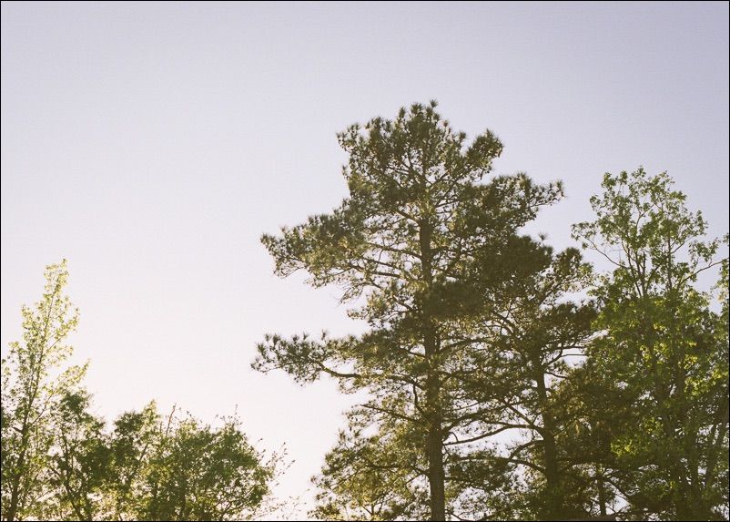 Trees by the House