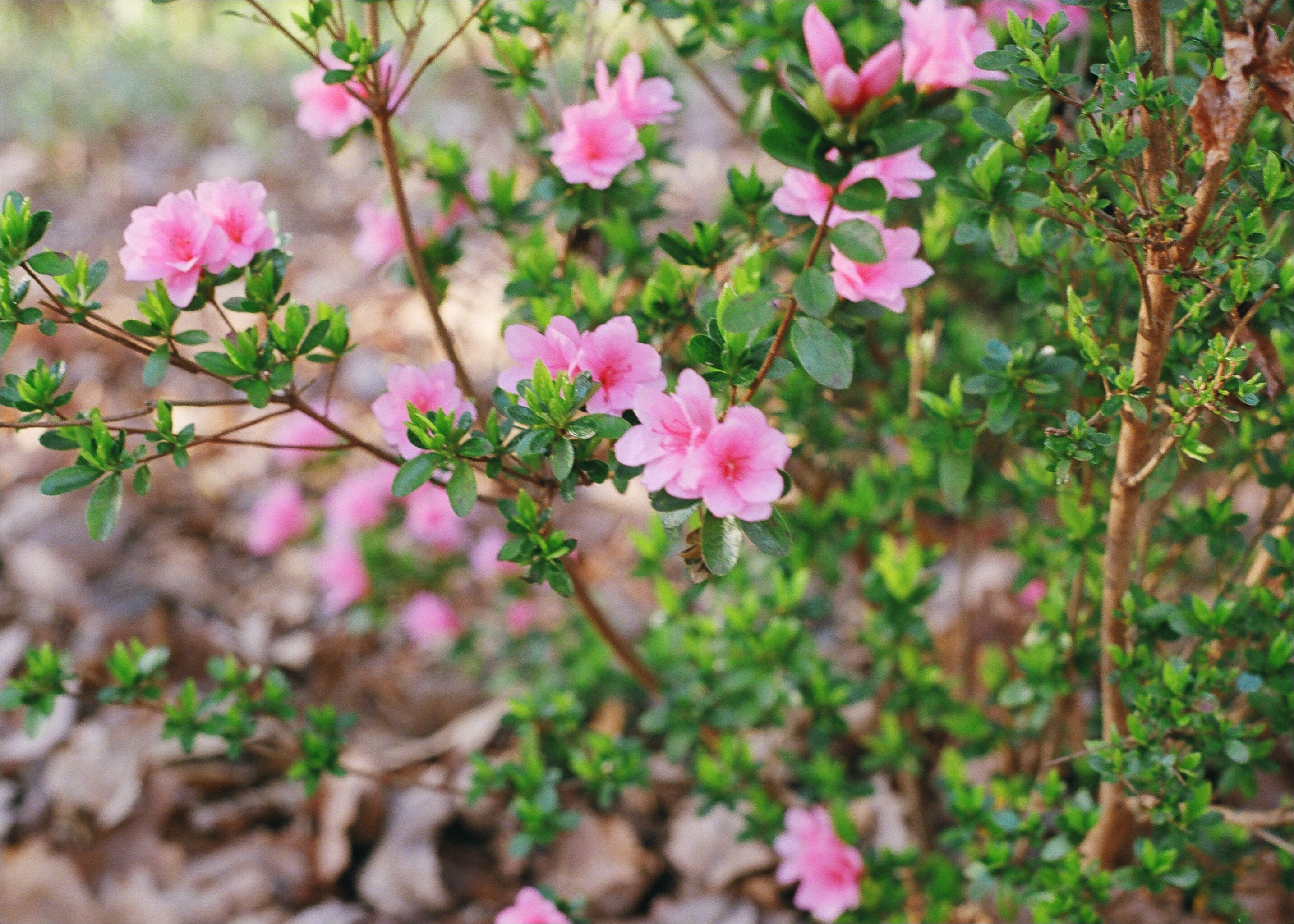 Azalea