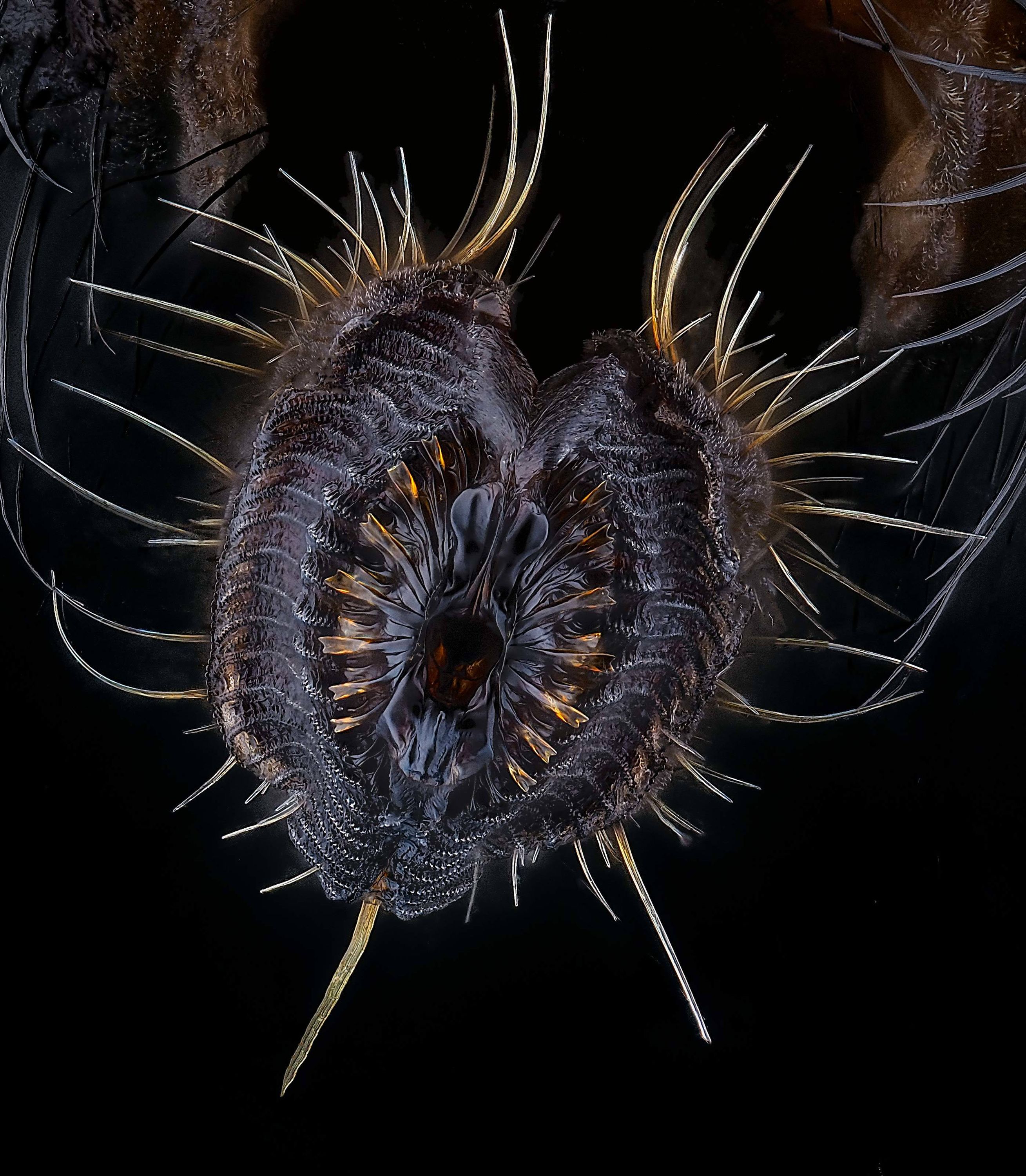Proboscis of a house fly, Nikon Small World competition entry by Oliver Dum