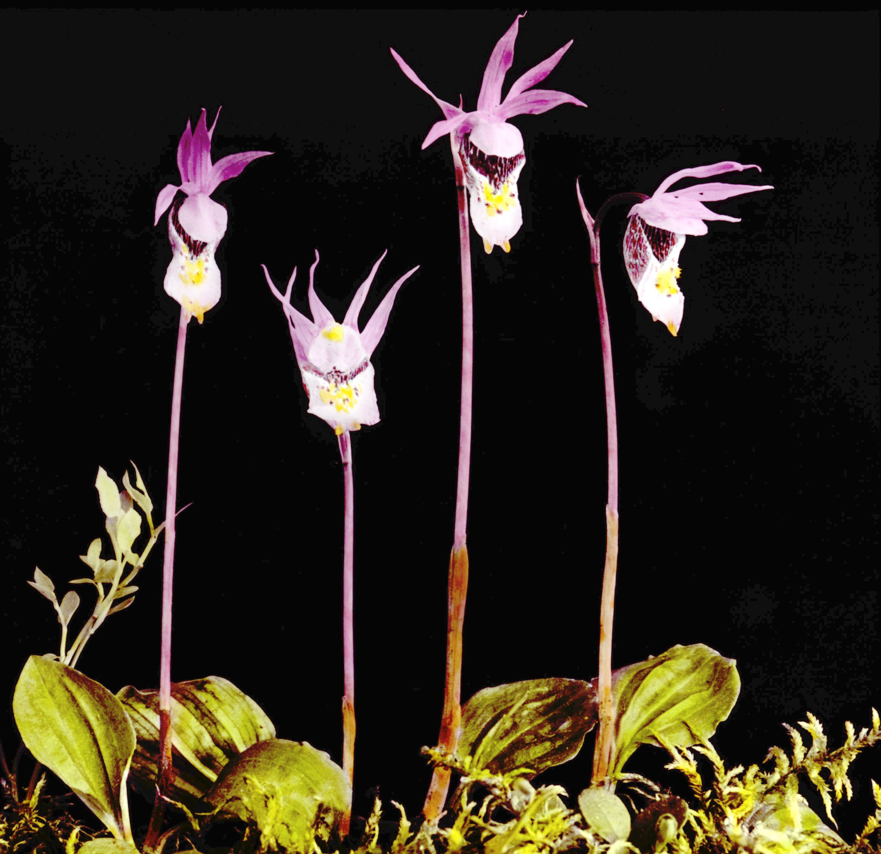 Calypso bulbosa Oakes