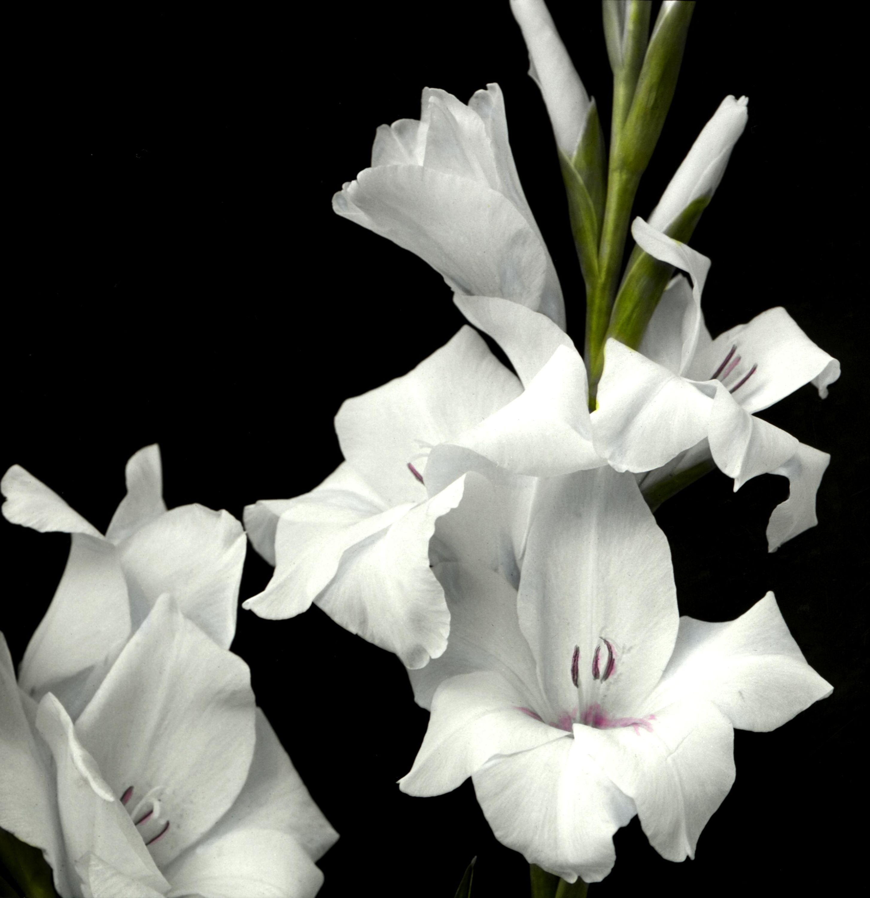 Gladiolus Star of Bethlehem