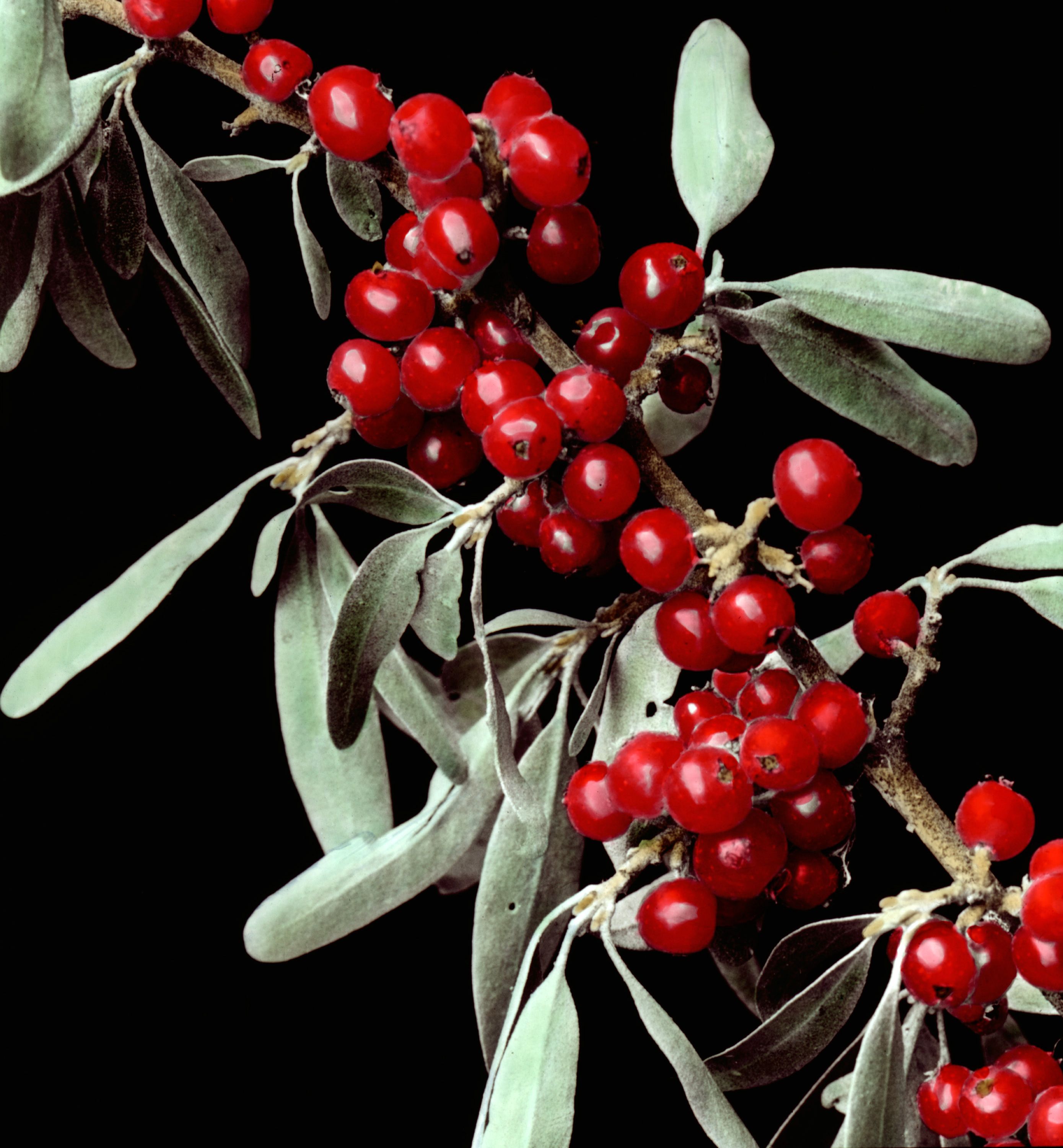 Shepherdia argentea - Buffalo Berry