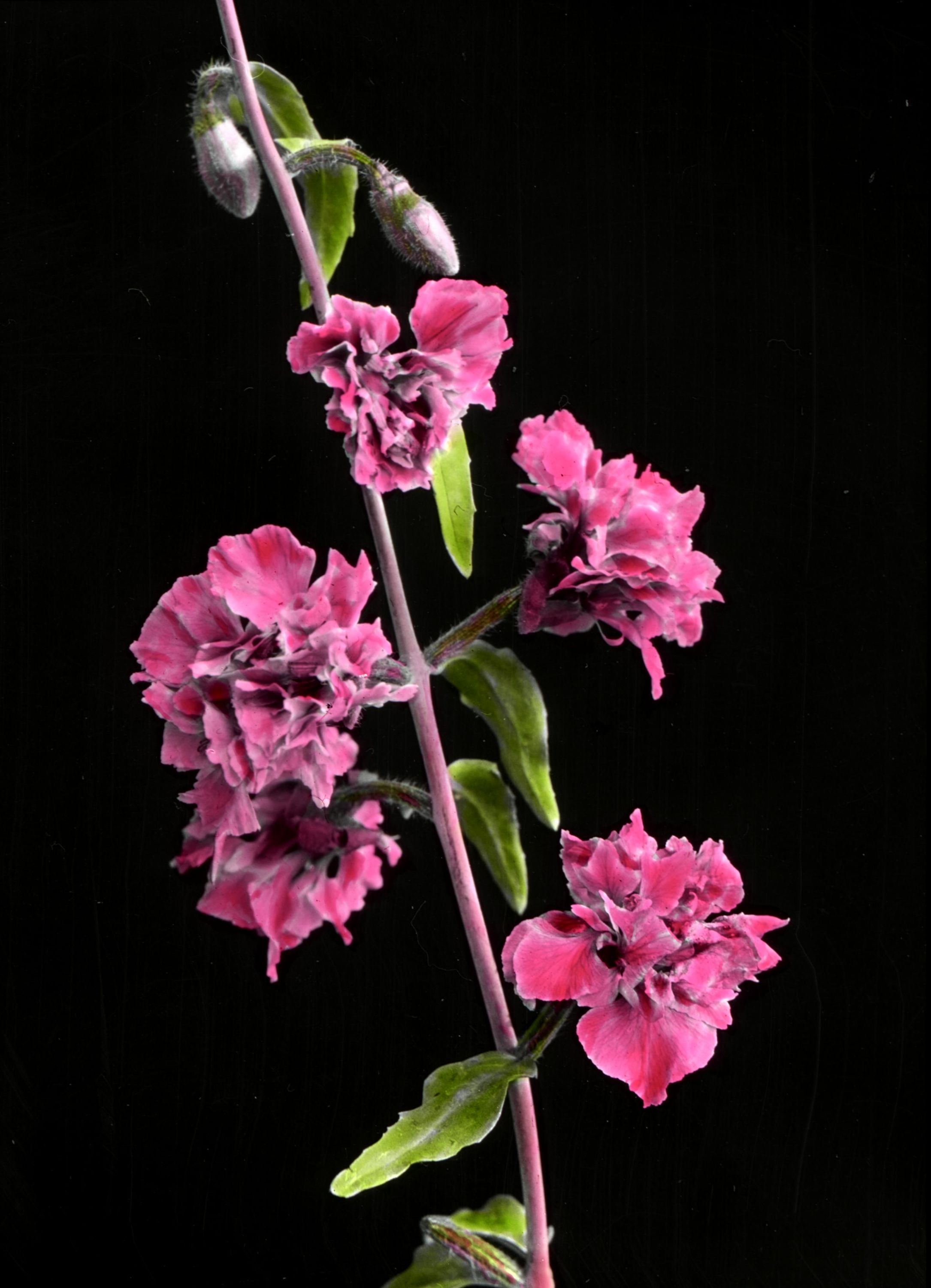 Double Clarkia