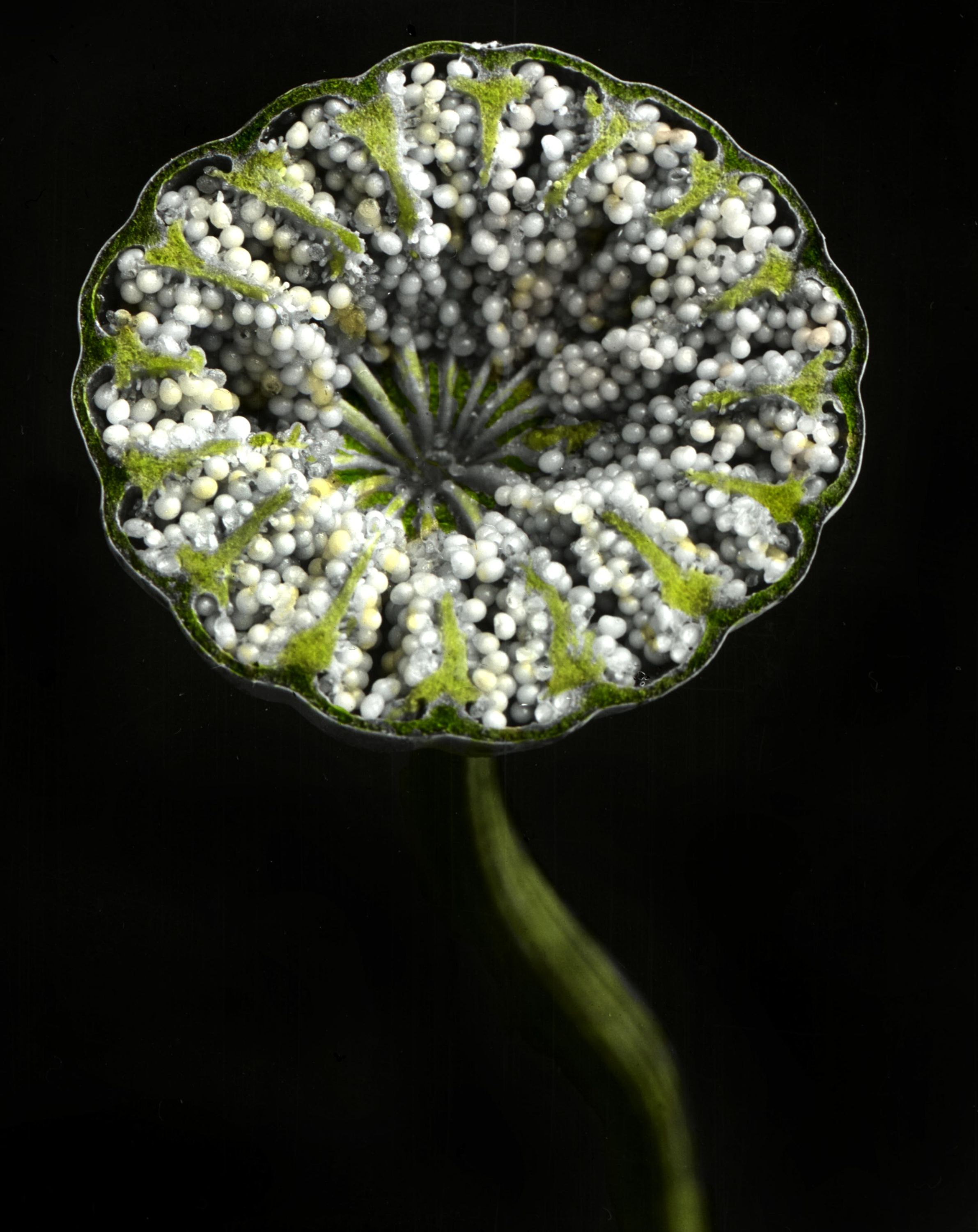 Cross-section of poppy capsule