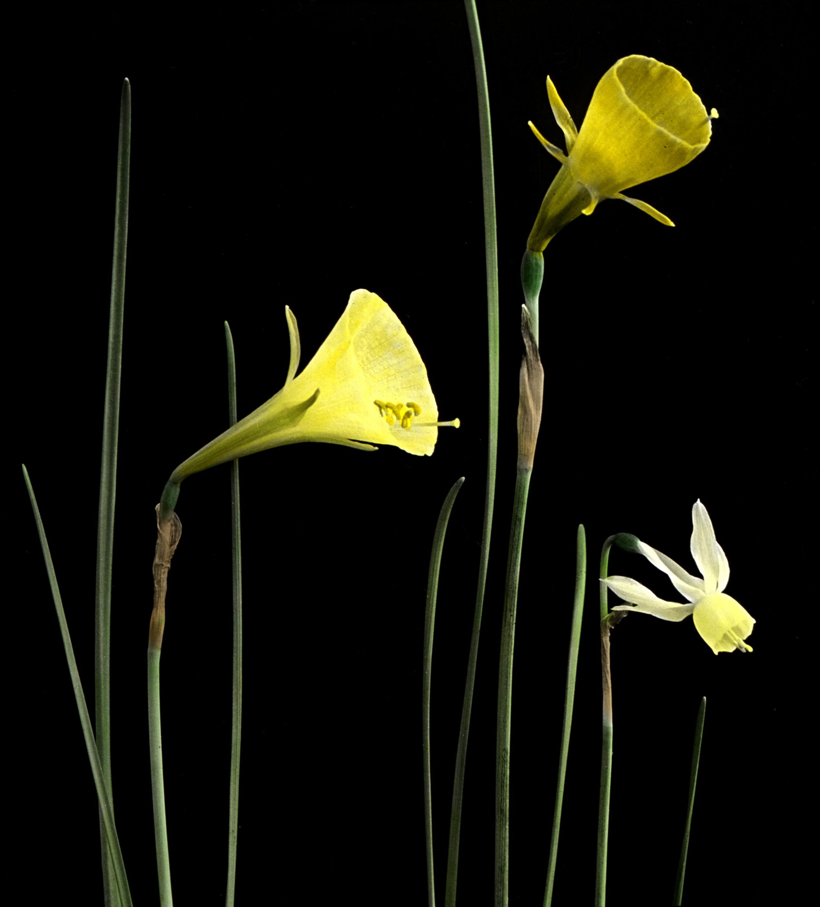 Miniature Narcissi