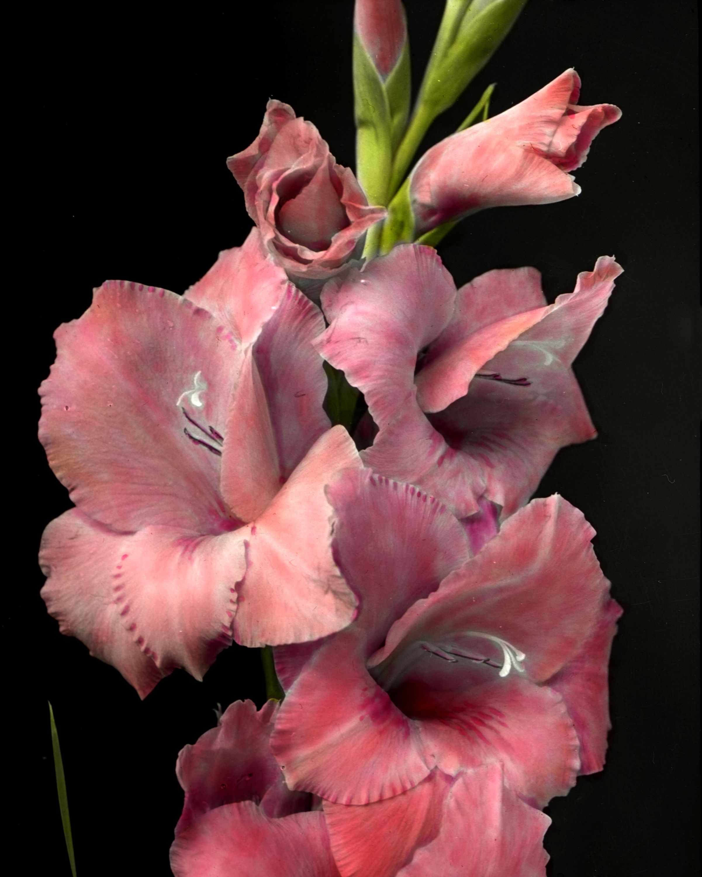 Gladiolus Picardy